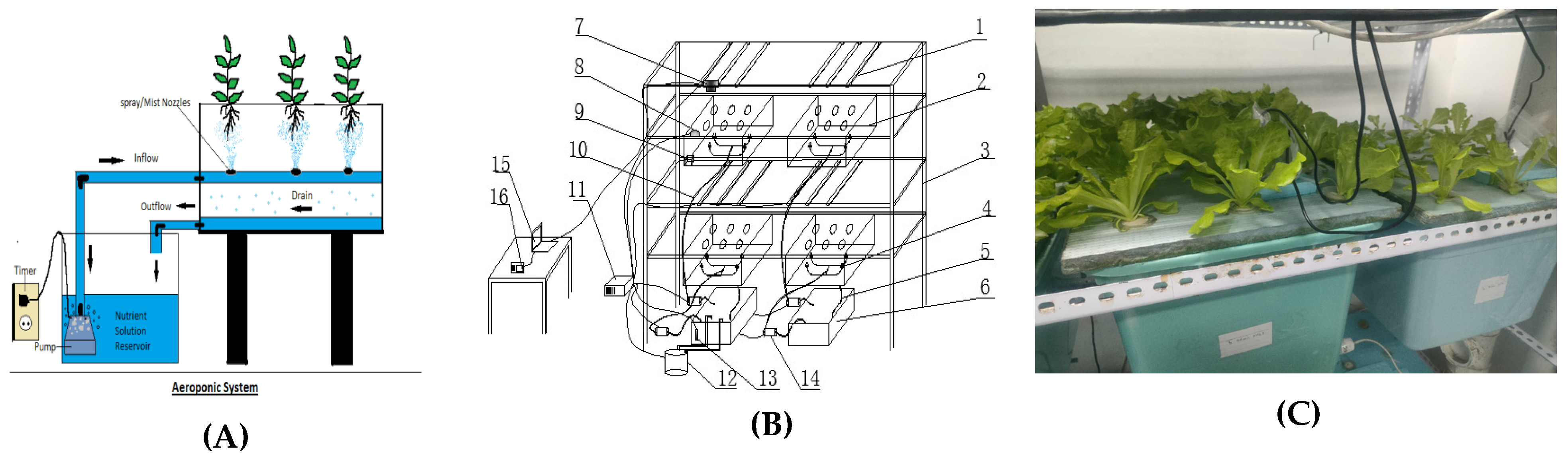 Horticulturae 11 00650 g001