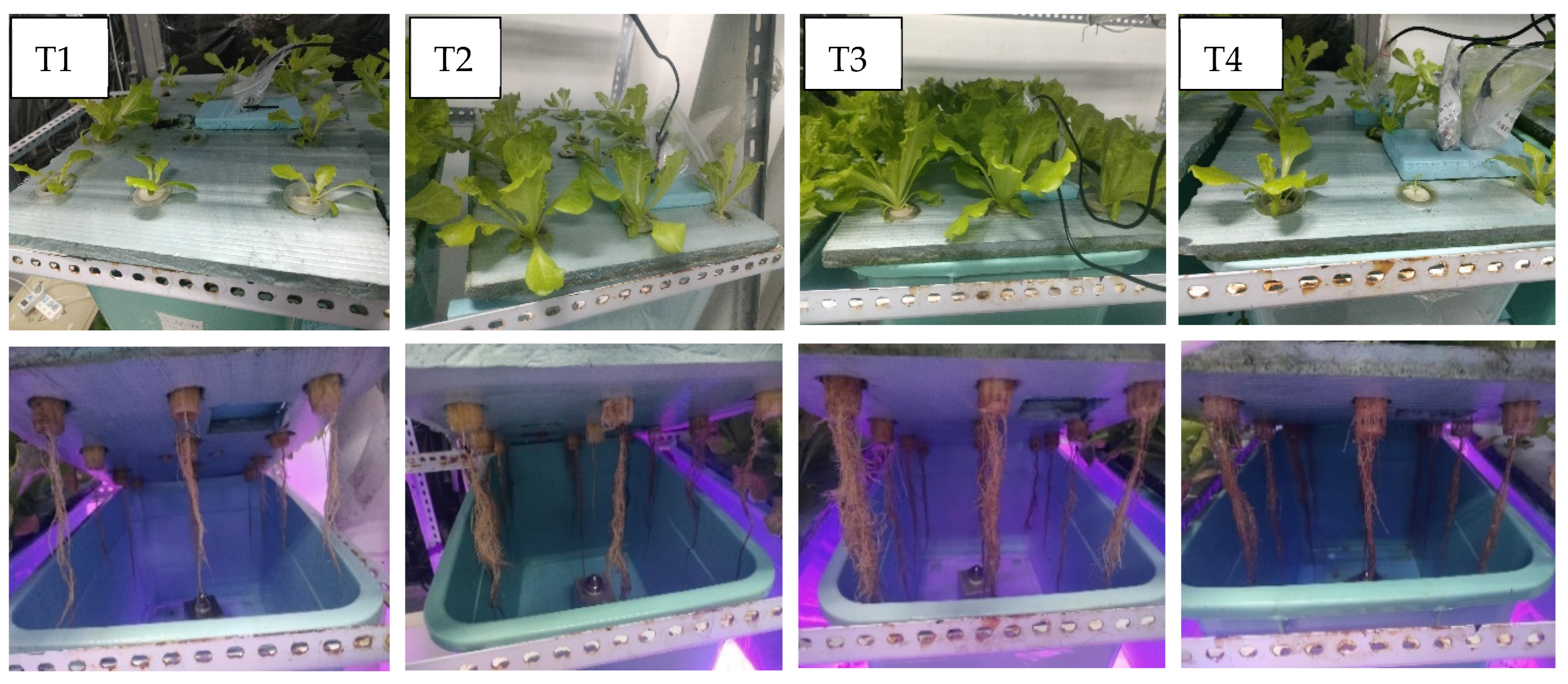 Horticulturae 11 00650 g002