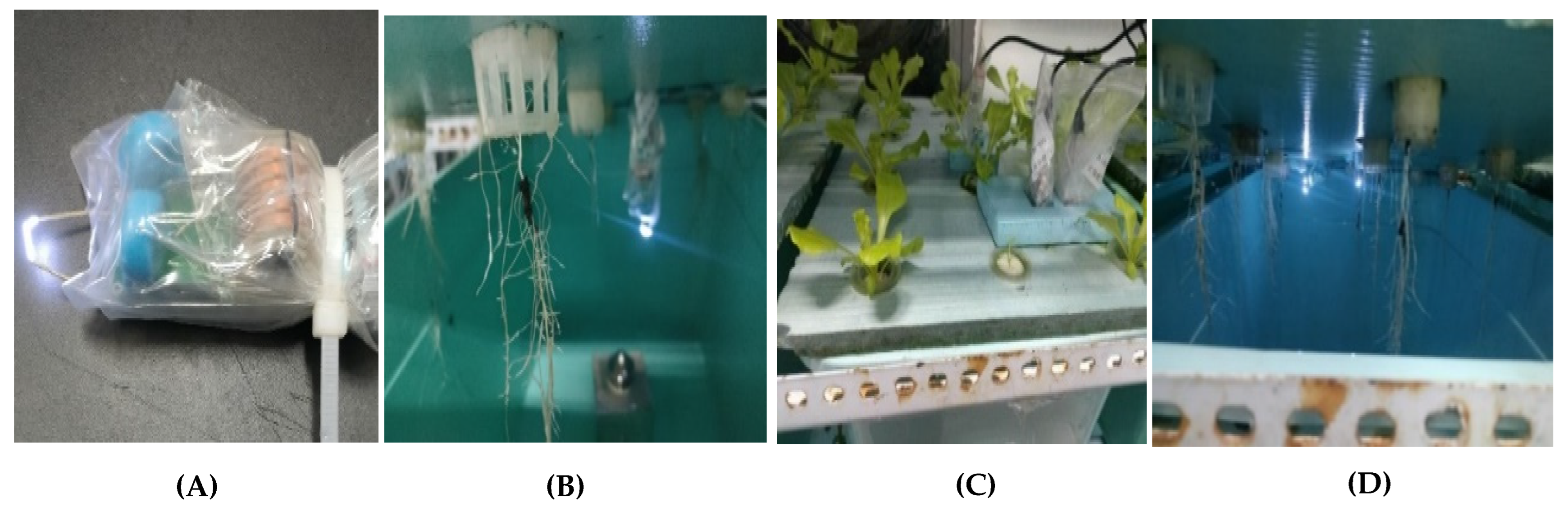 Horticulturae 11 00650 g003