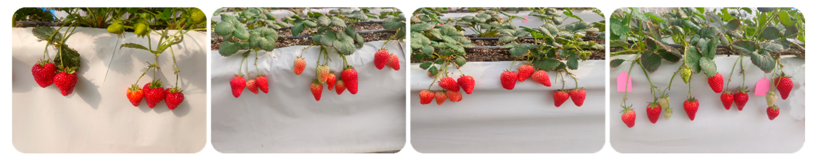 Horticulturae 11 00652 g005