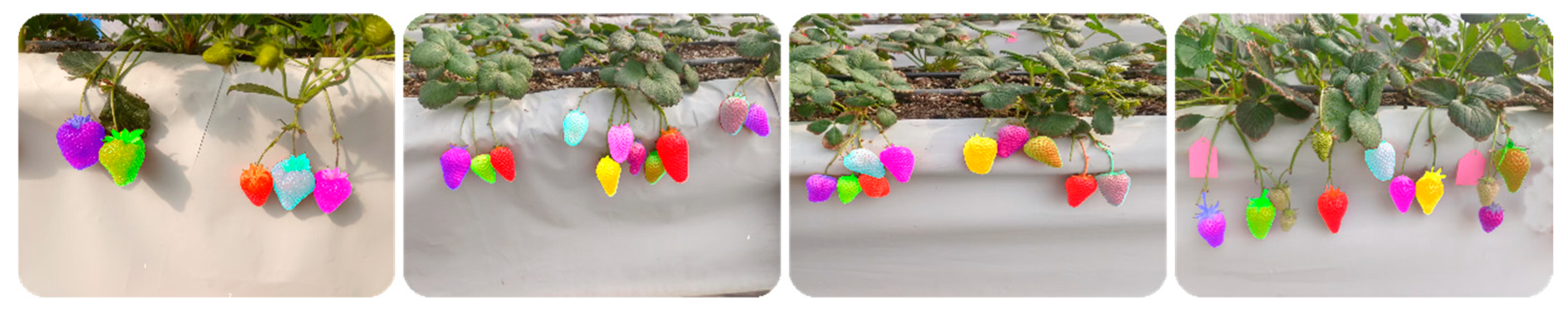 Horticulturae 11 00652 g006