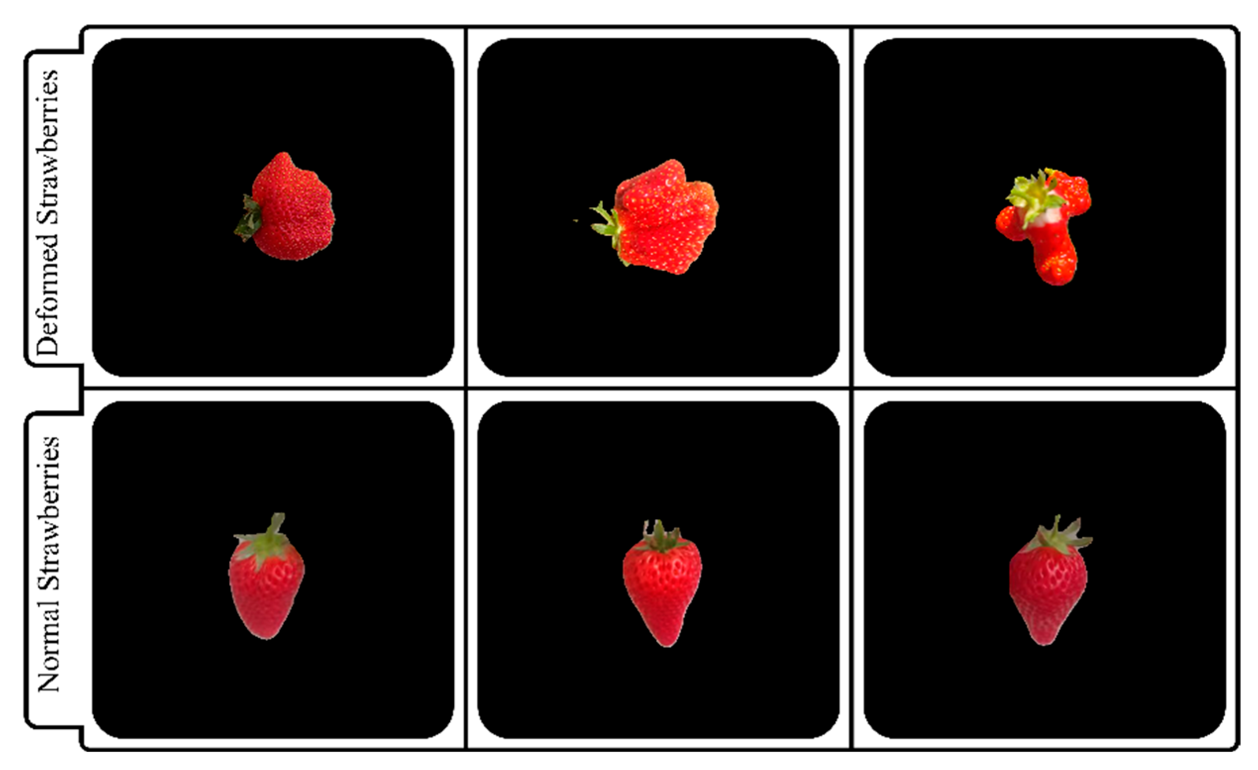 Horticulturae 11 00652 g007