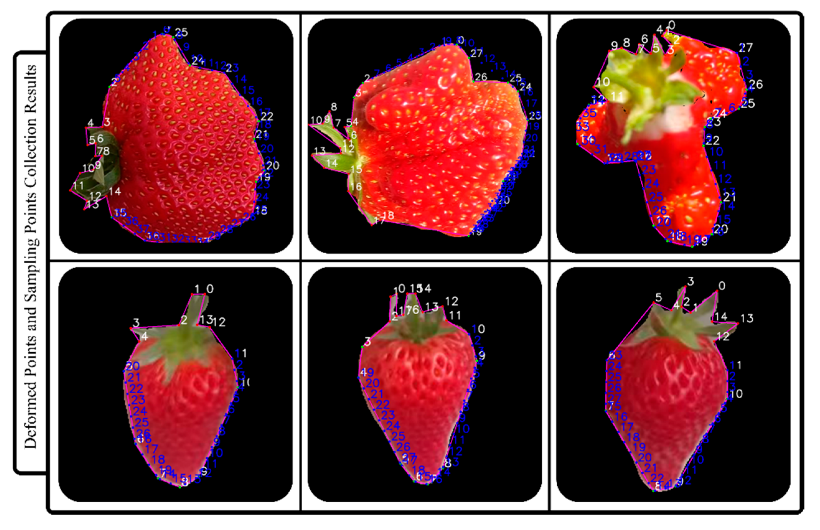 Horticulturae 11 00652 g008