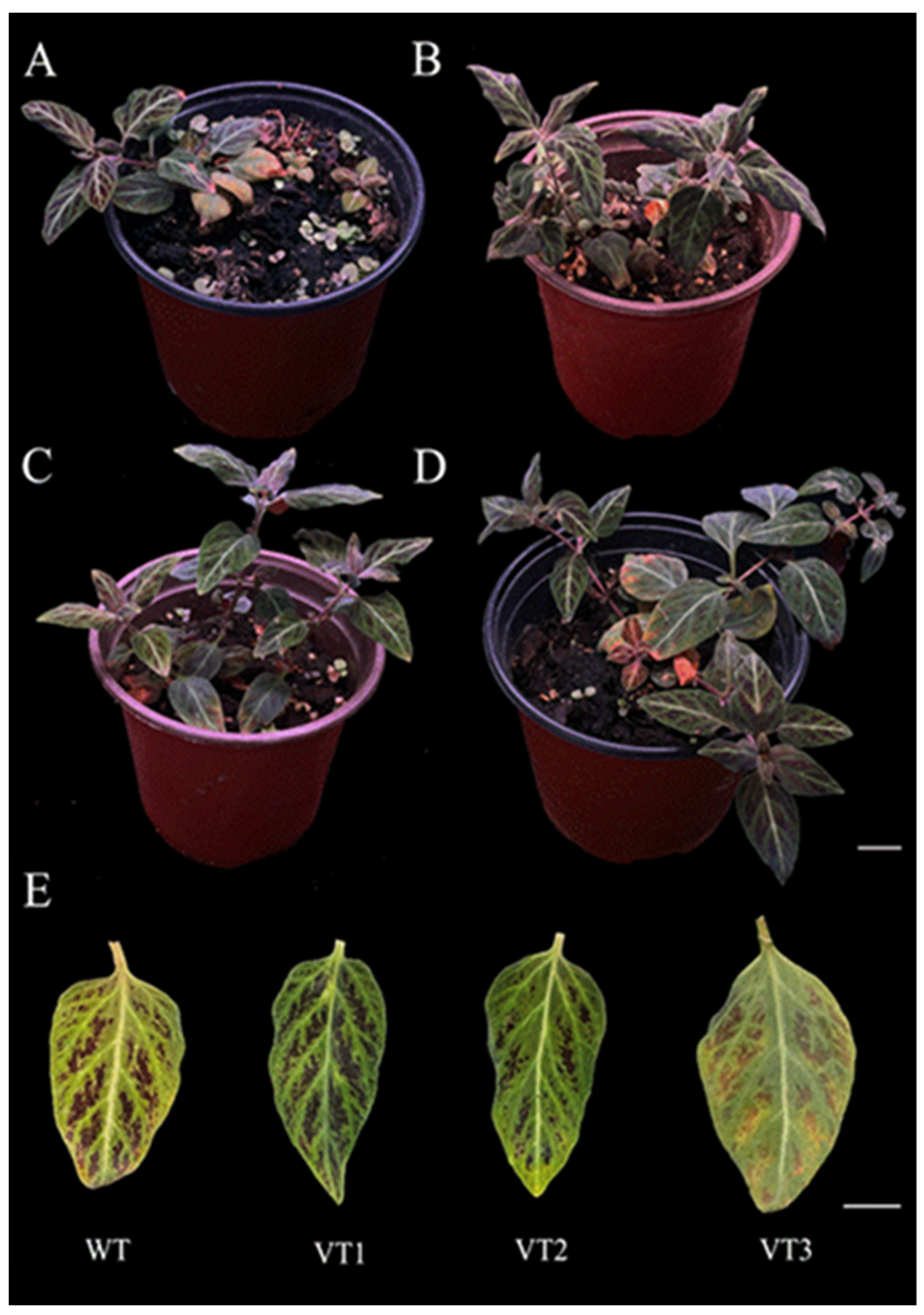 Horticulturae 11 00654 g001