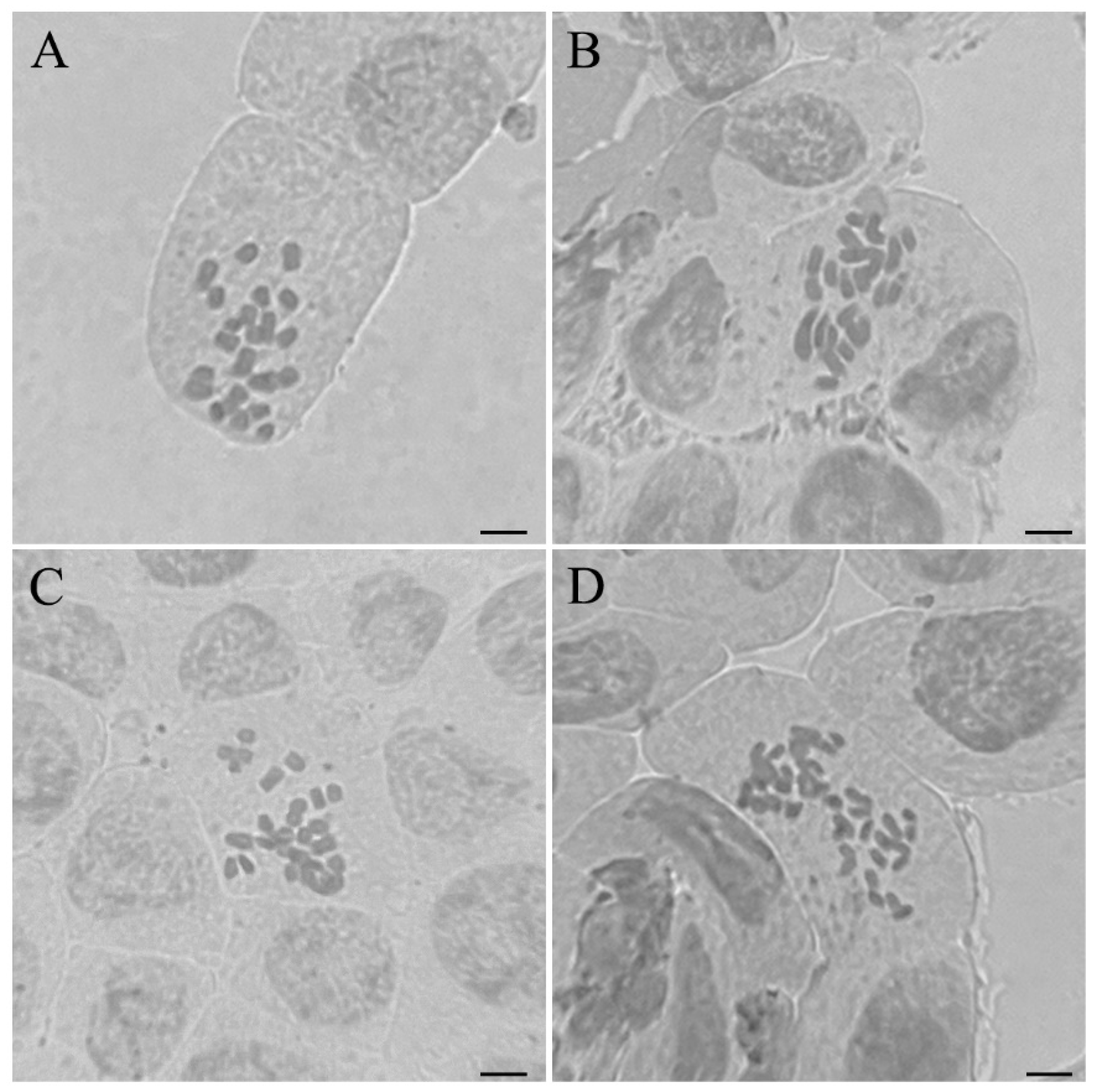Horticulturae 11 00654 g003