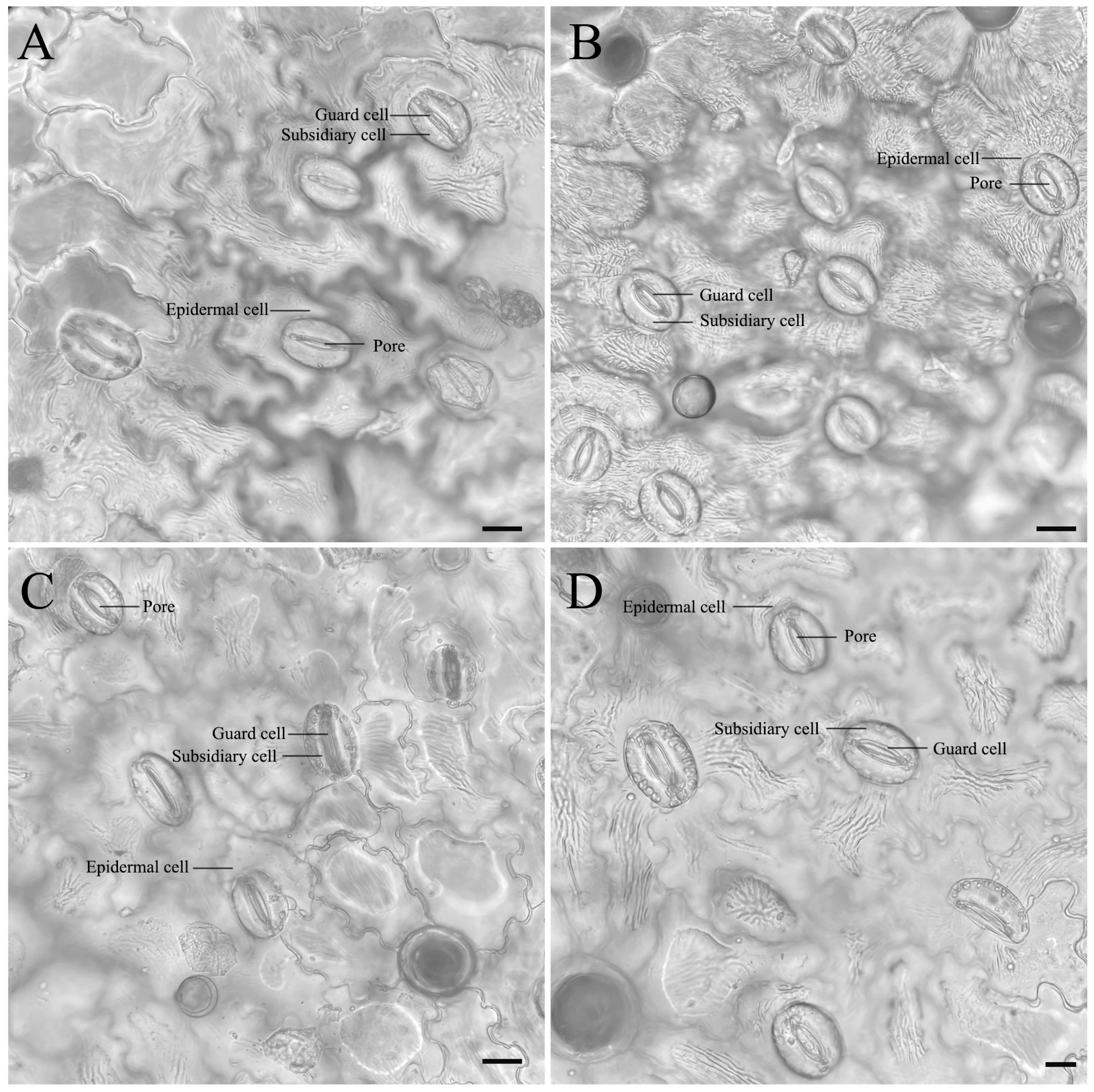Horticulturae 11 00654 g004