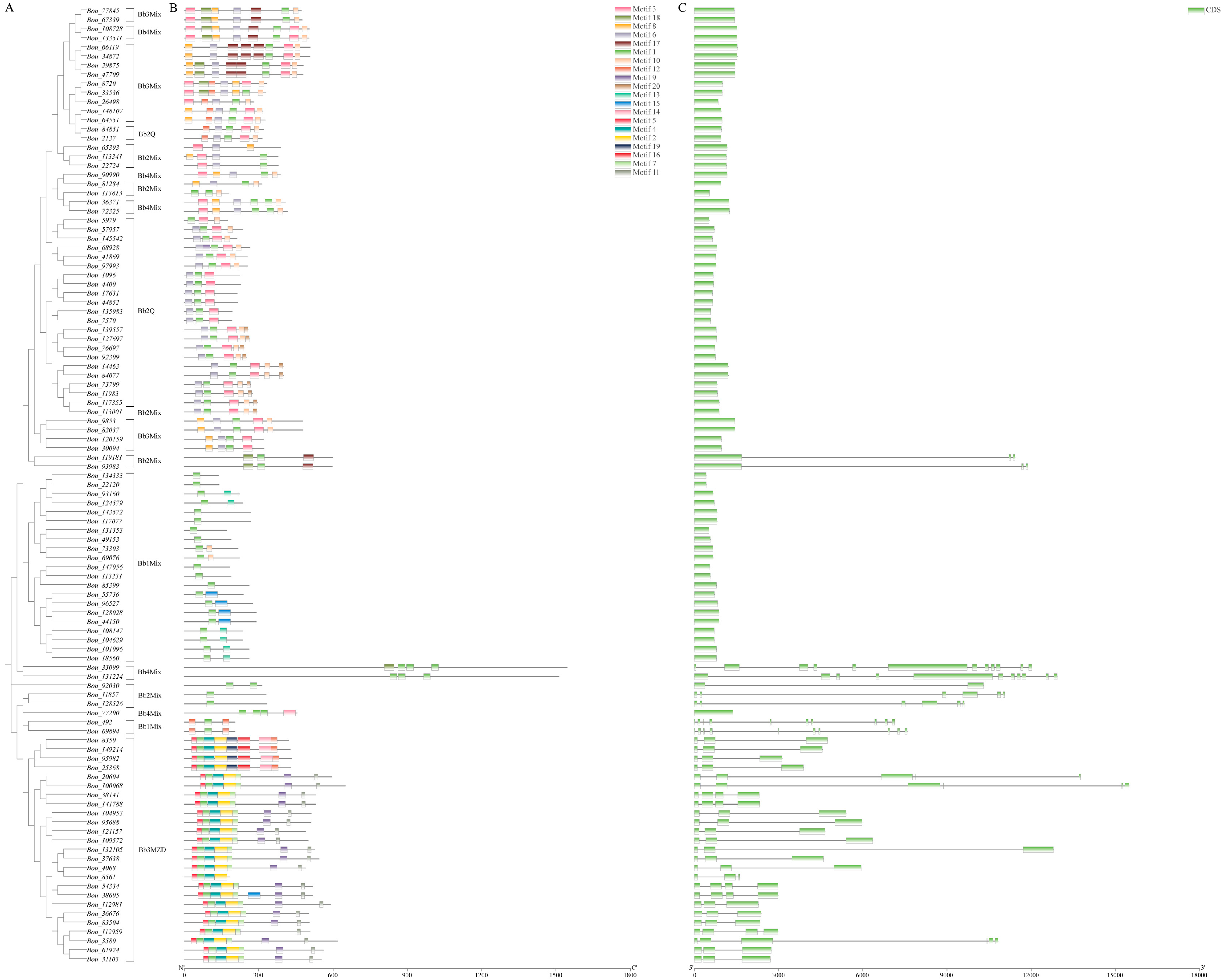 Identification and Expression Analysis of C2H2-Type Zinc