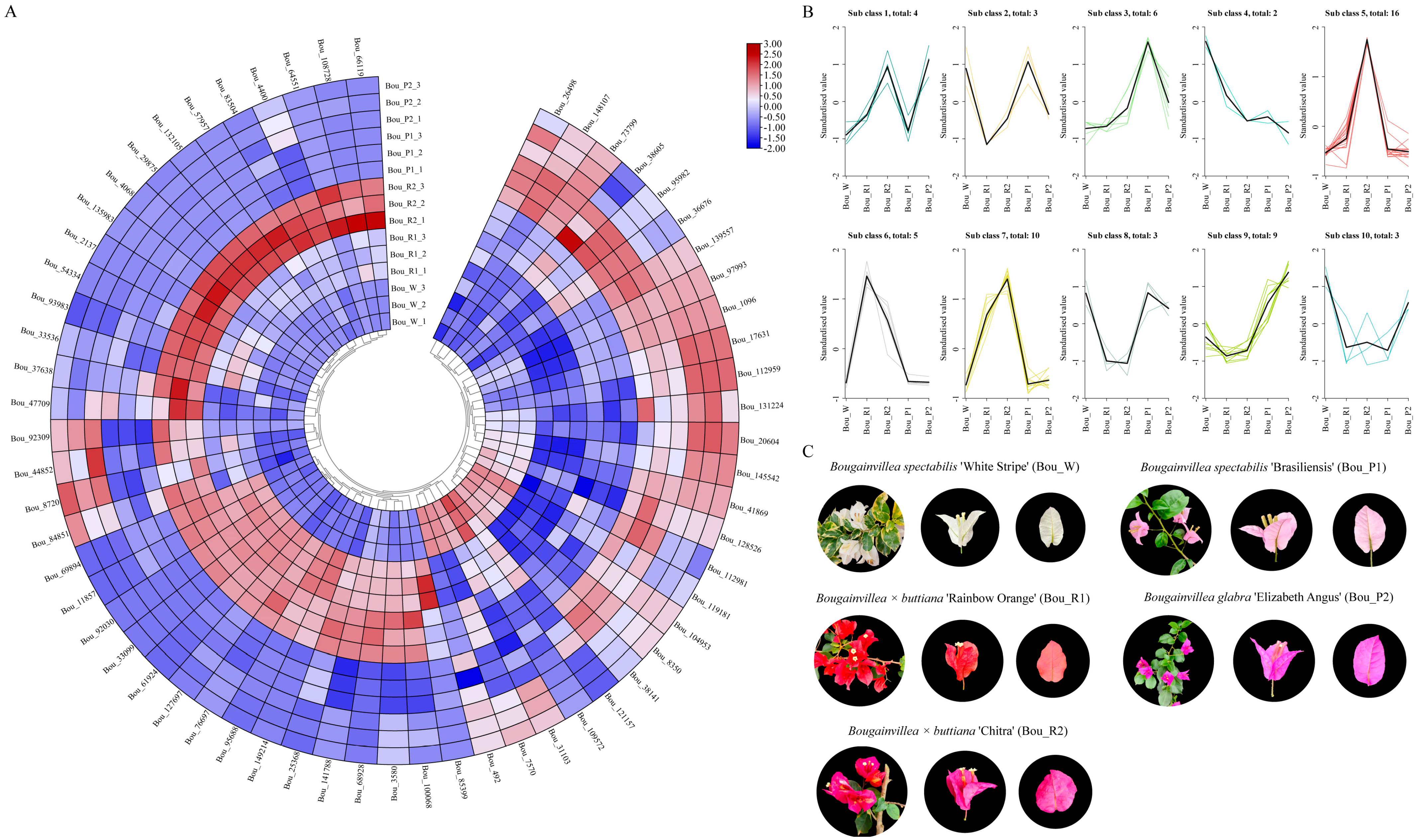 Identification and Expression Analysis of C2H2-Type Zinc