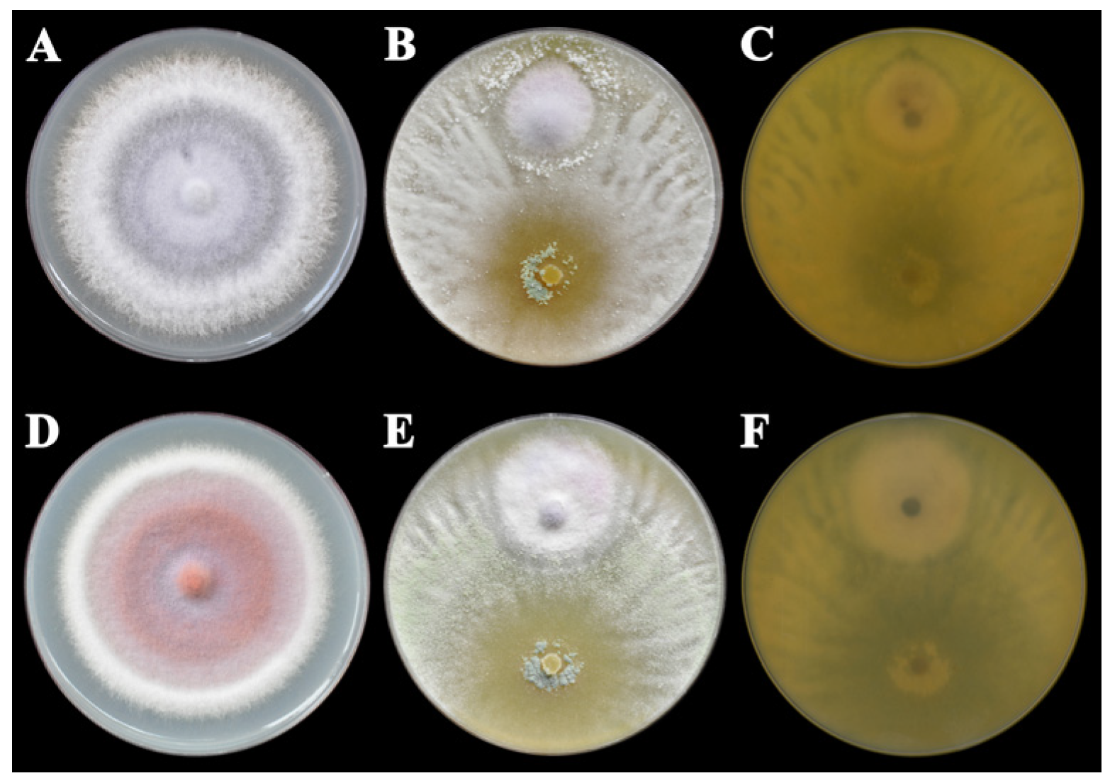 Horticulturae 11 00660 g001