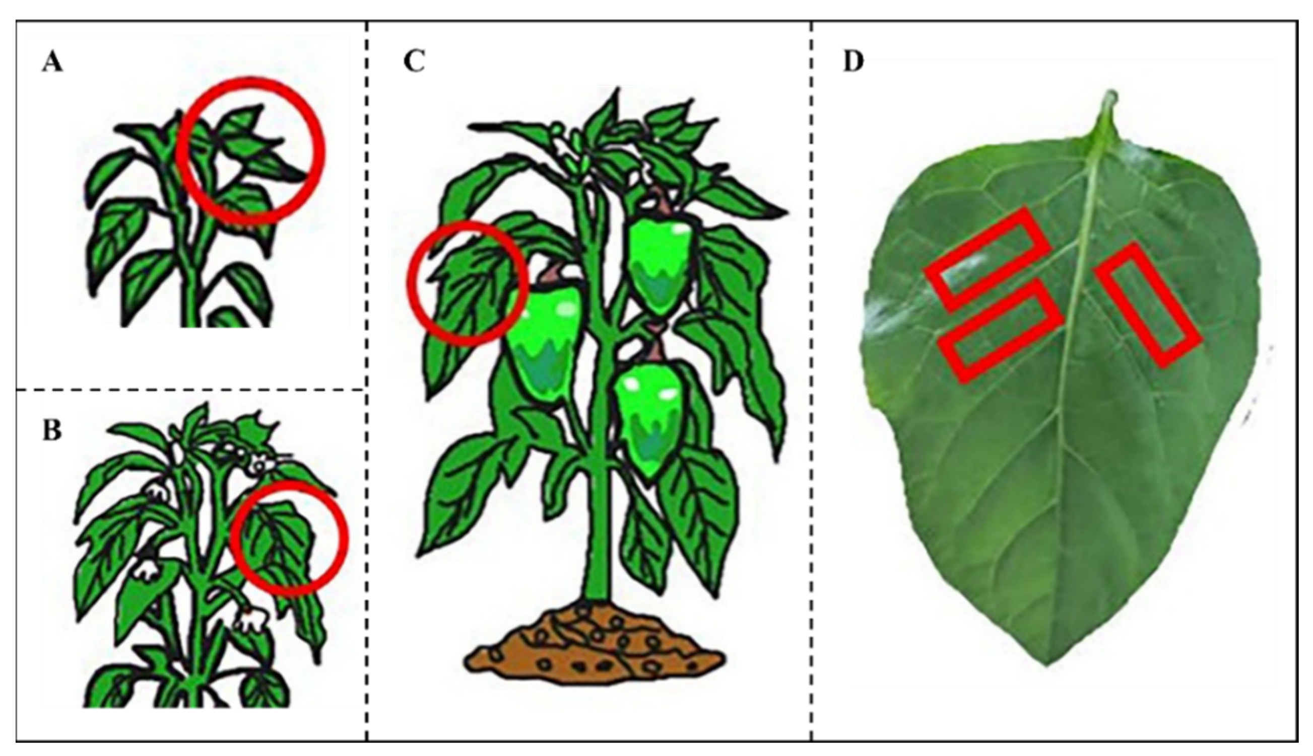 Horticulturae 11 00661 g001 Horticulturae 11 00661 g001