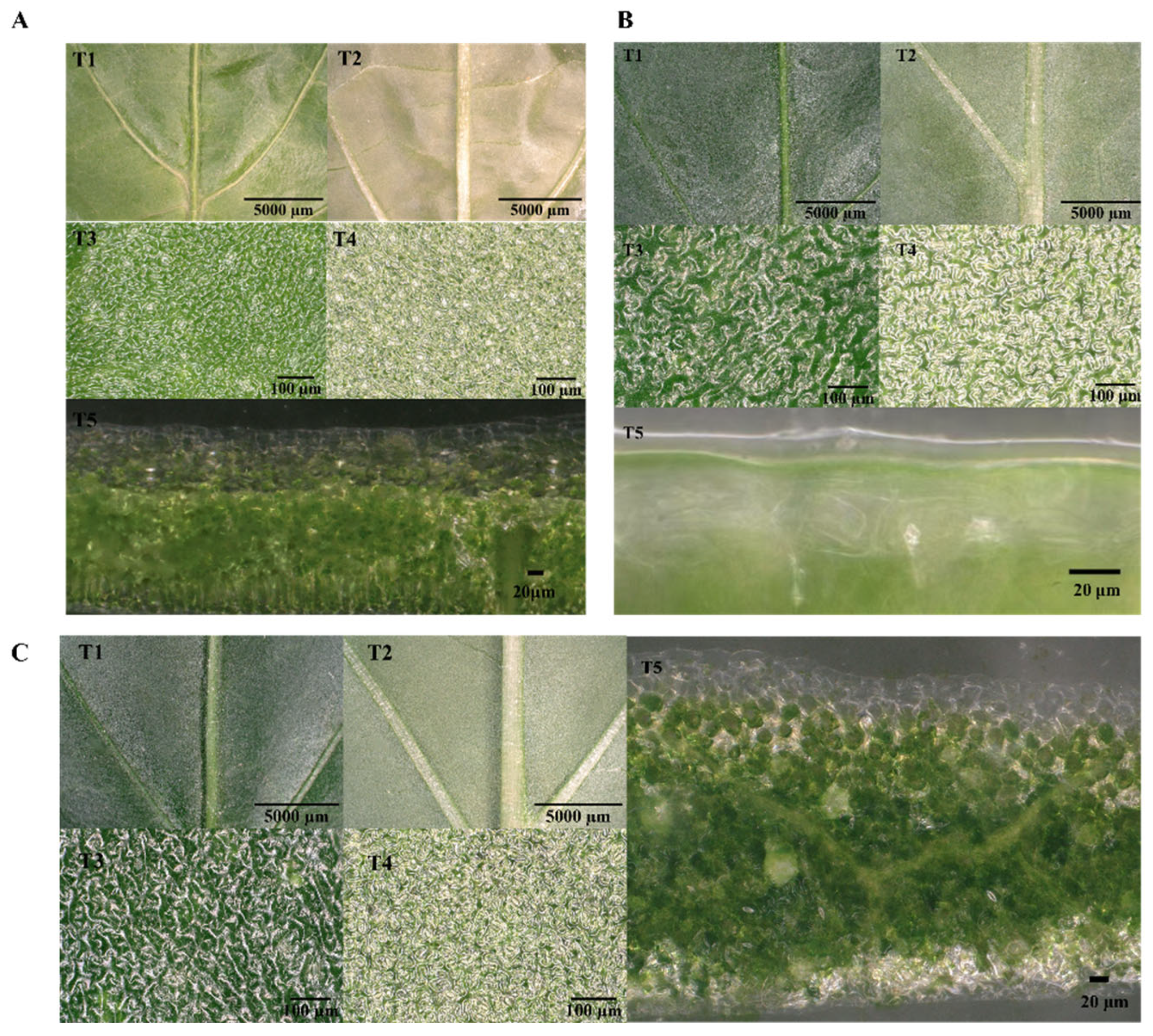 Horticulturae 11 00661 g002 Horticulturae 11 00661 g002