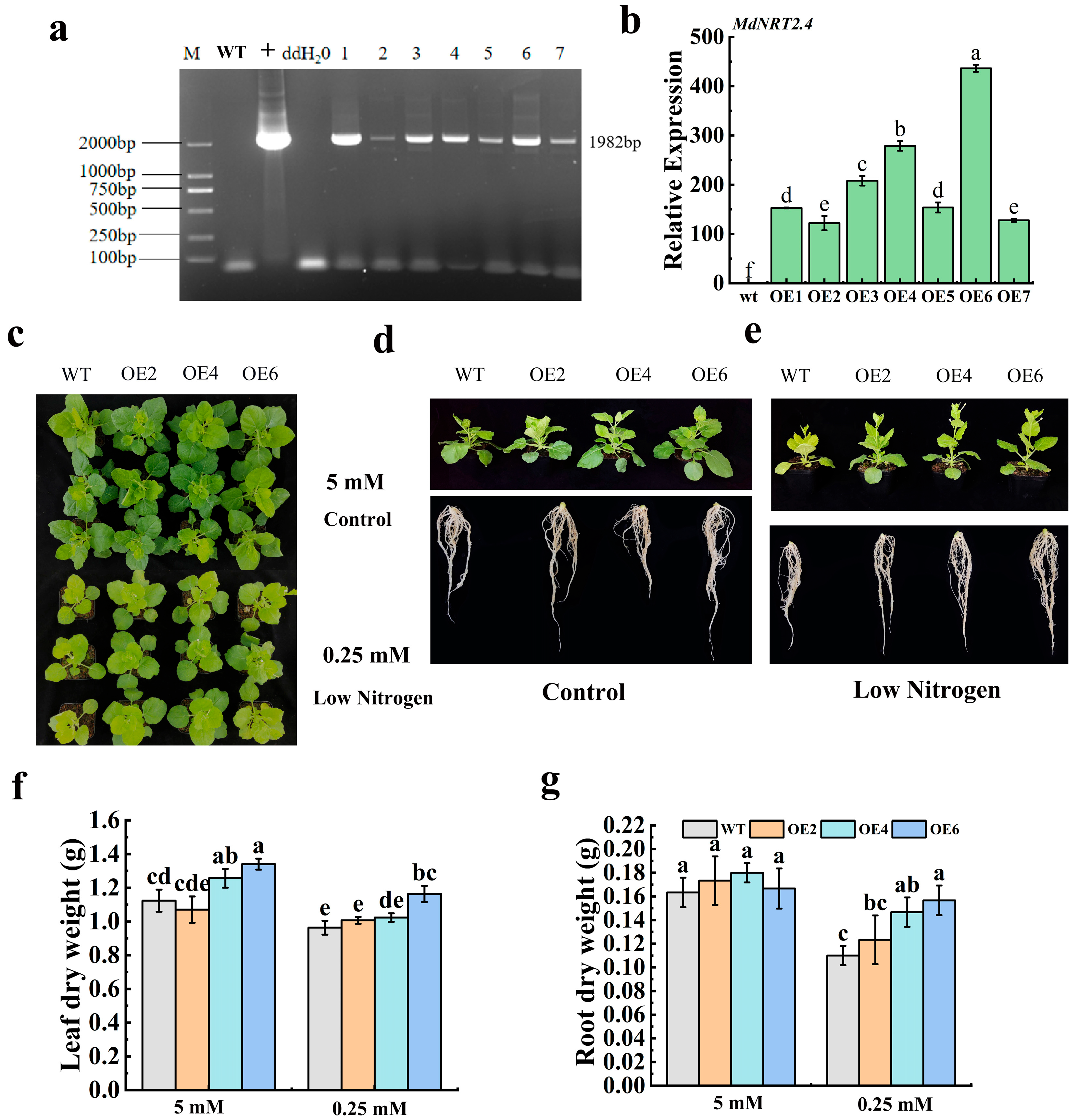 Horticulturae 11 00662 g002