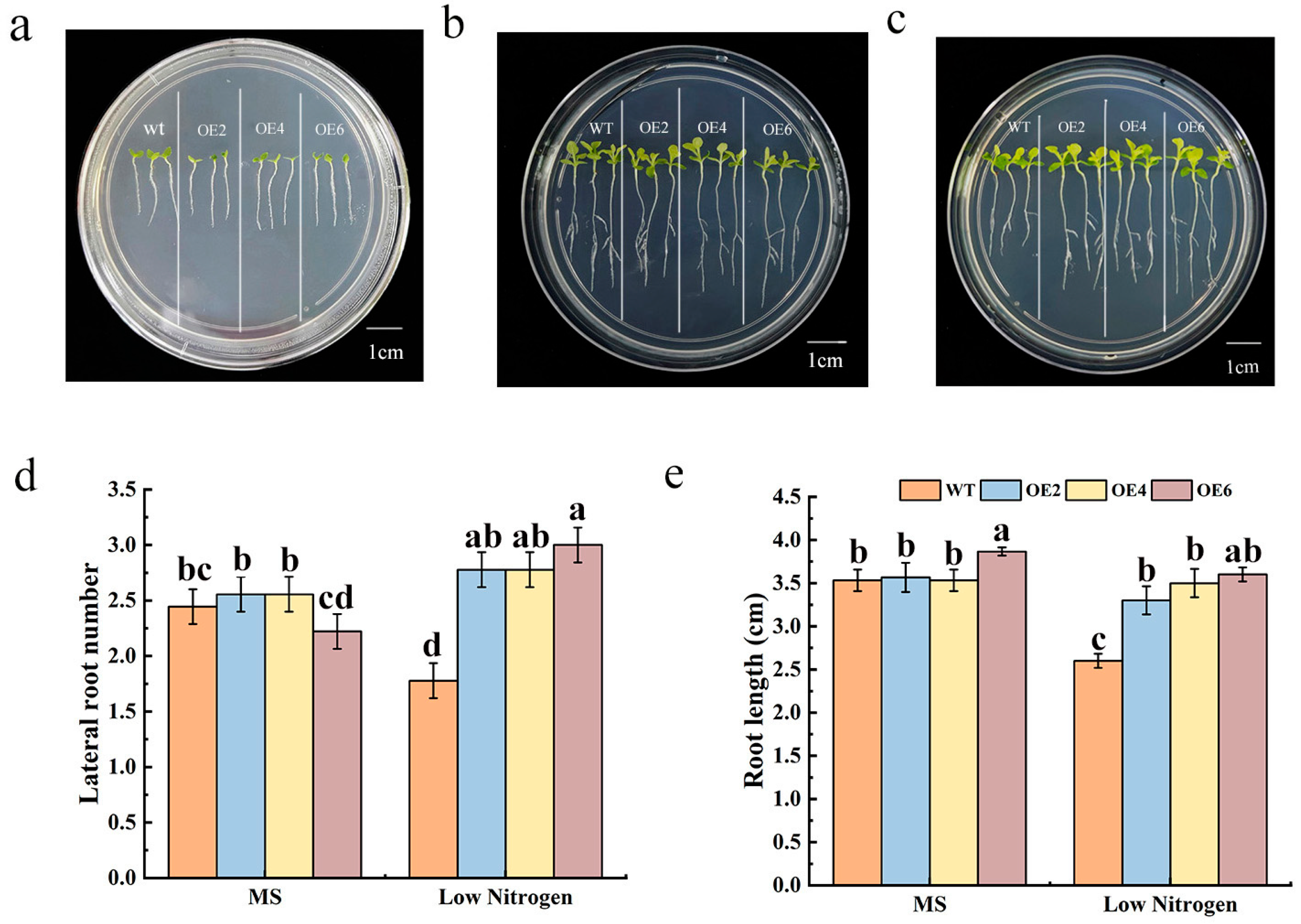 Horticulturae 11 00662 g003