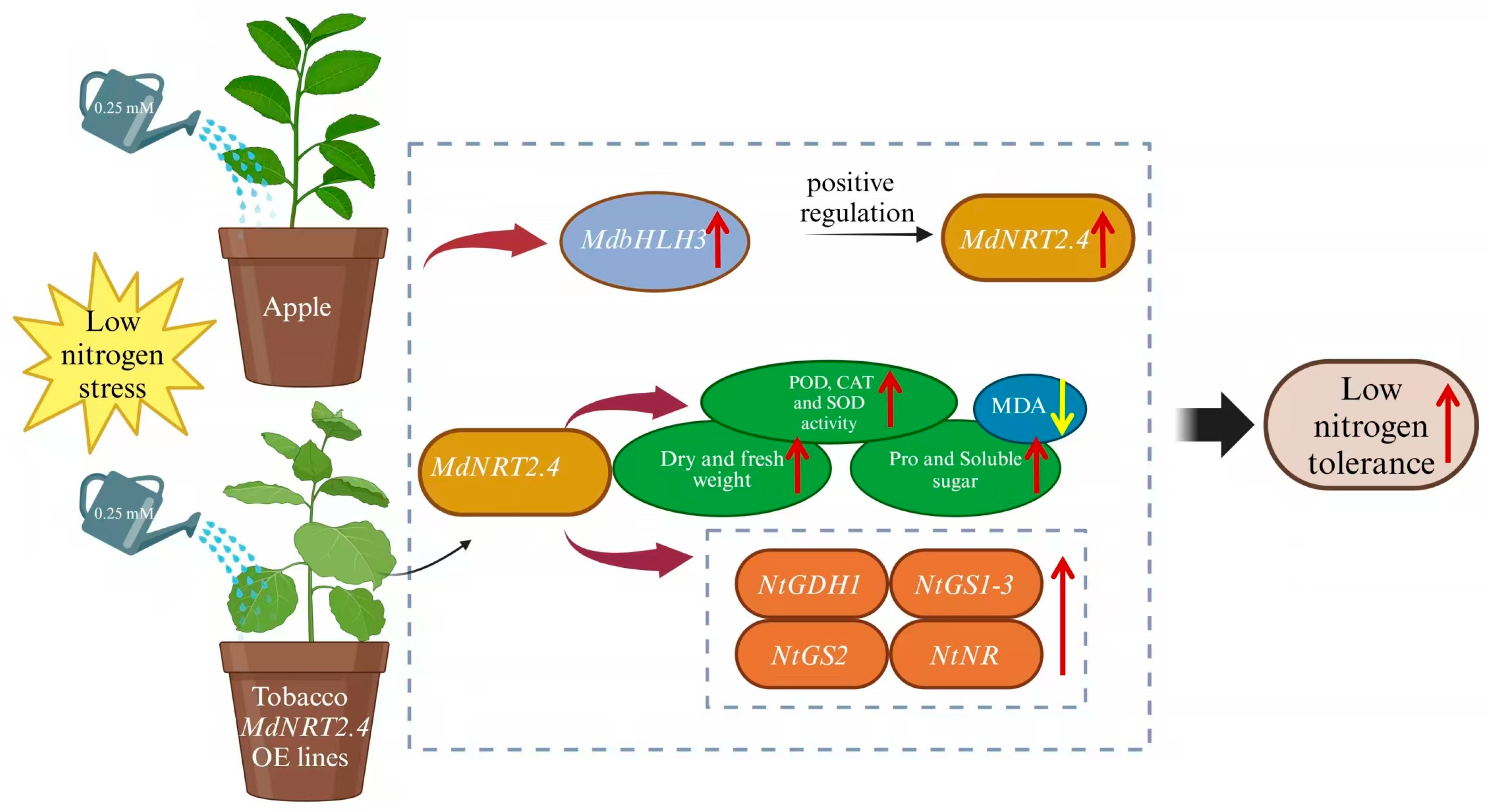 Horticulturae 11 00662 g008