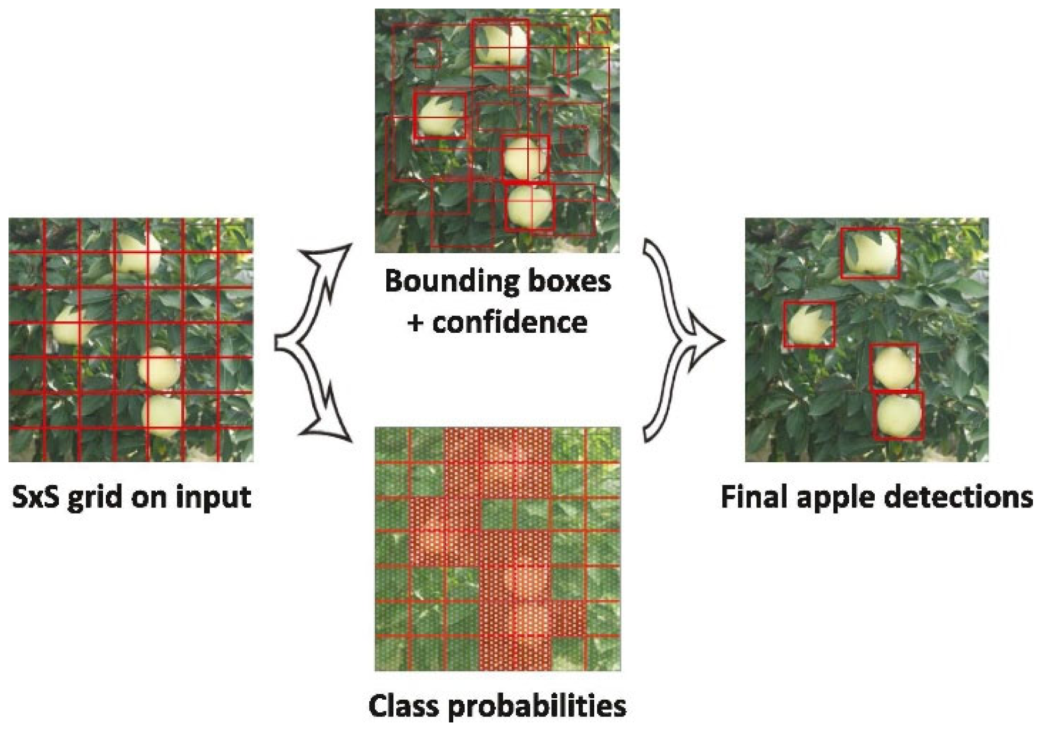 Horticulturae 11 00668 g004