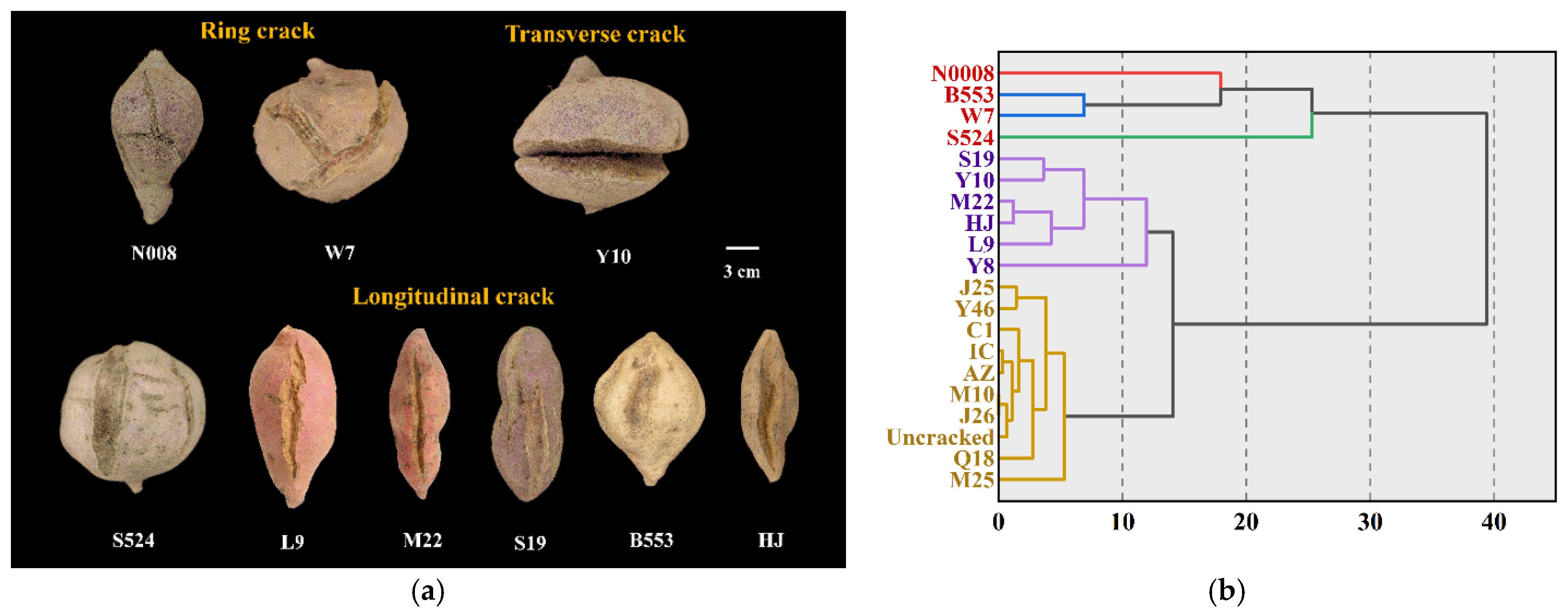 Horticulturae 11 00674 g002