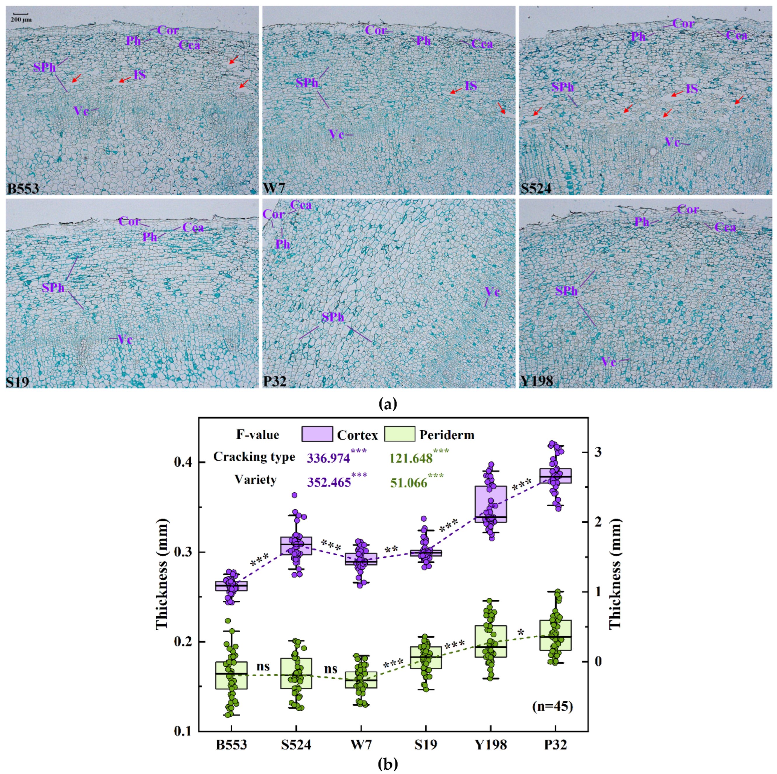 Horticulturae 11 00674 g005