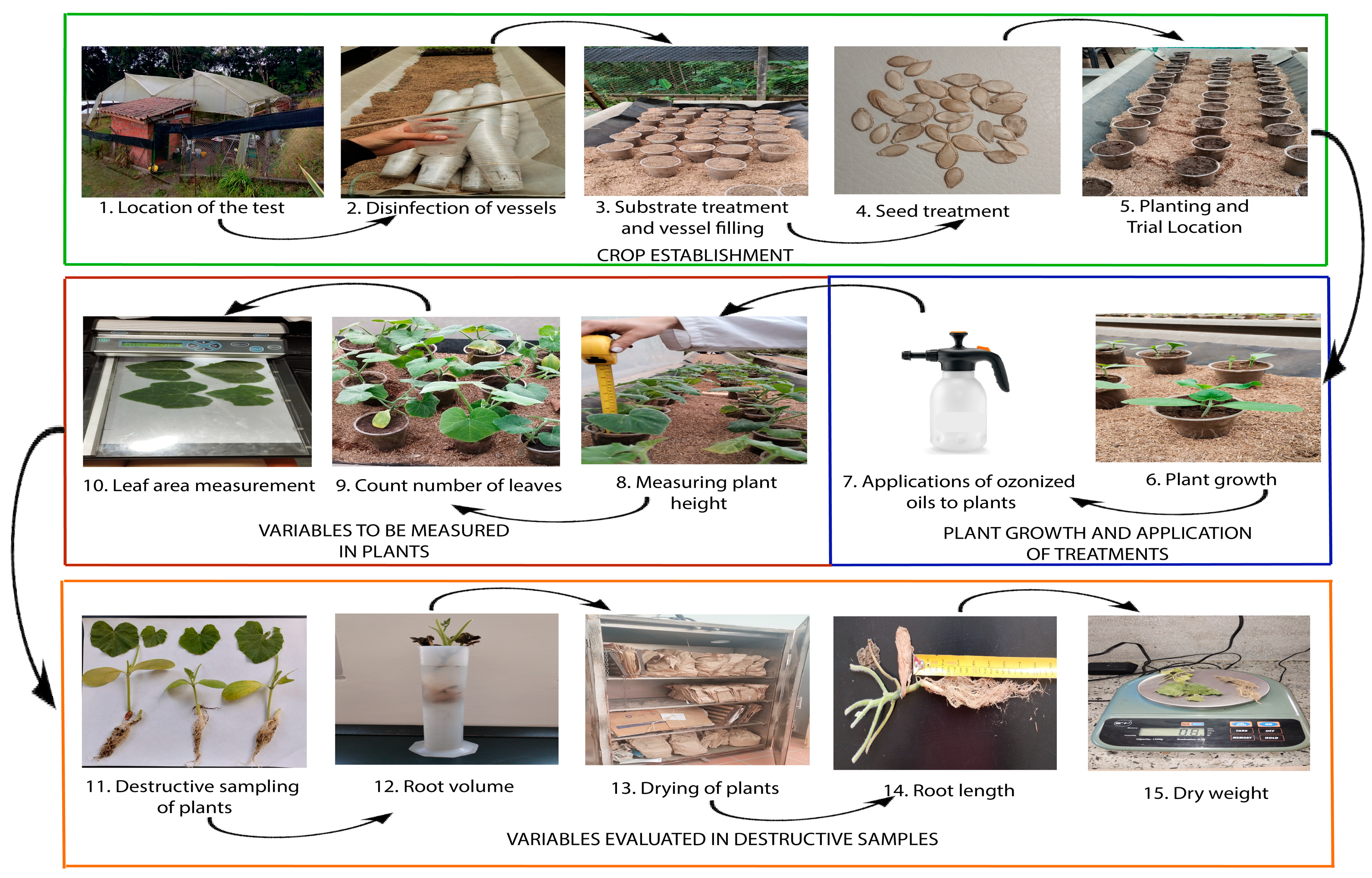 Horticulturae 11 00676 g001