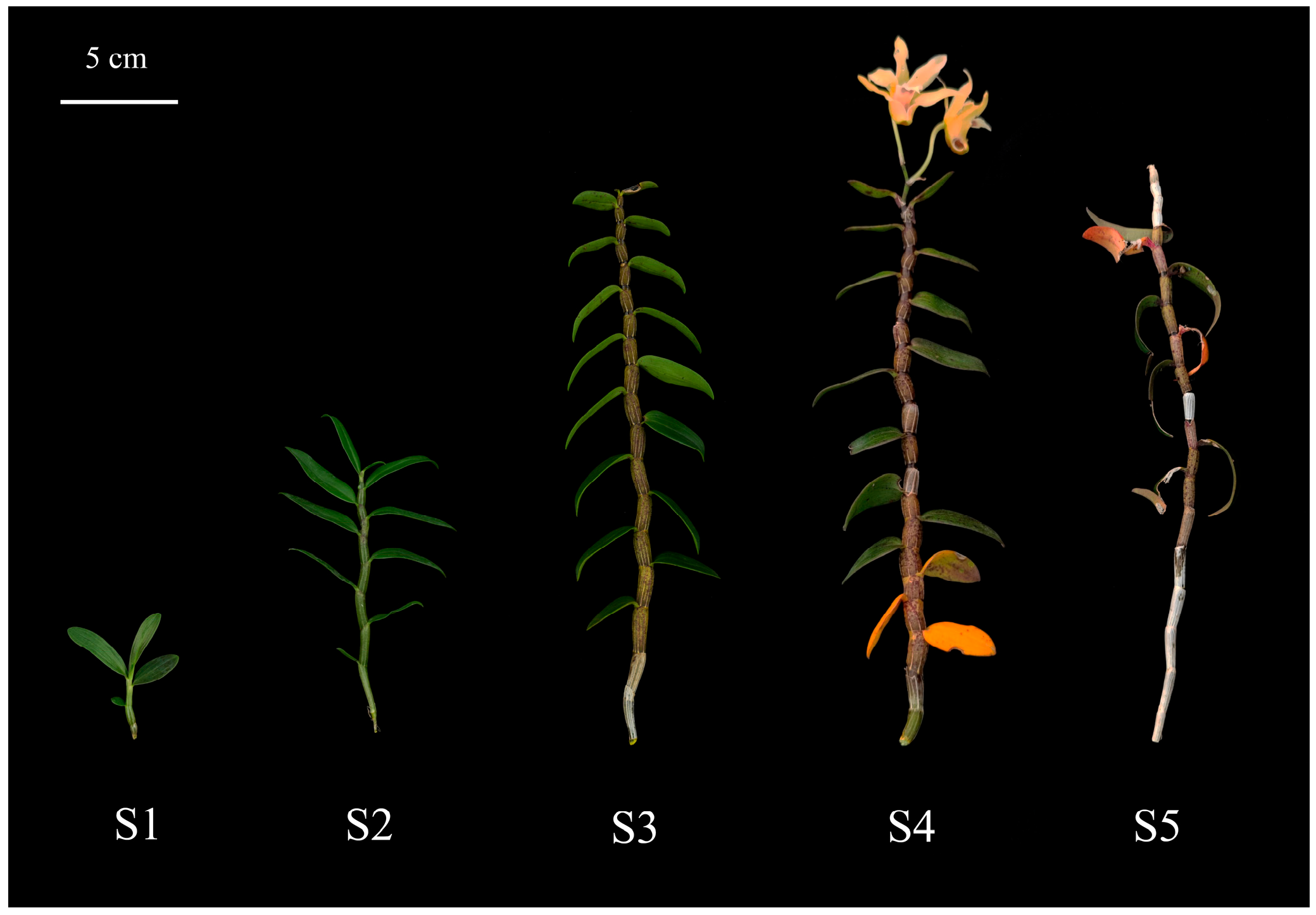Horticulturae 11 00679 g001