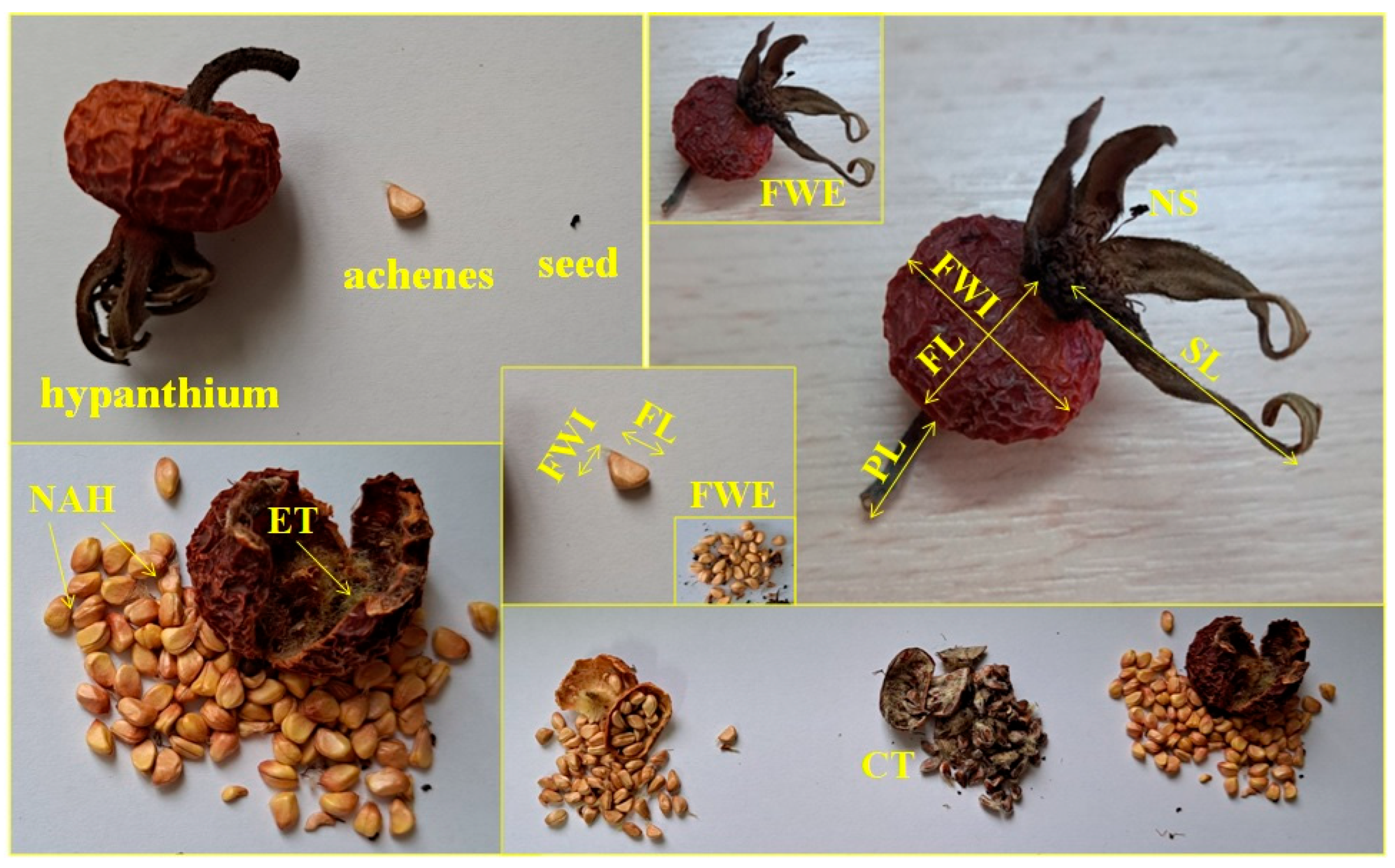 Horticulturae 11 00684 g003