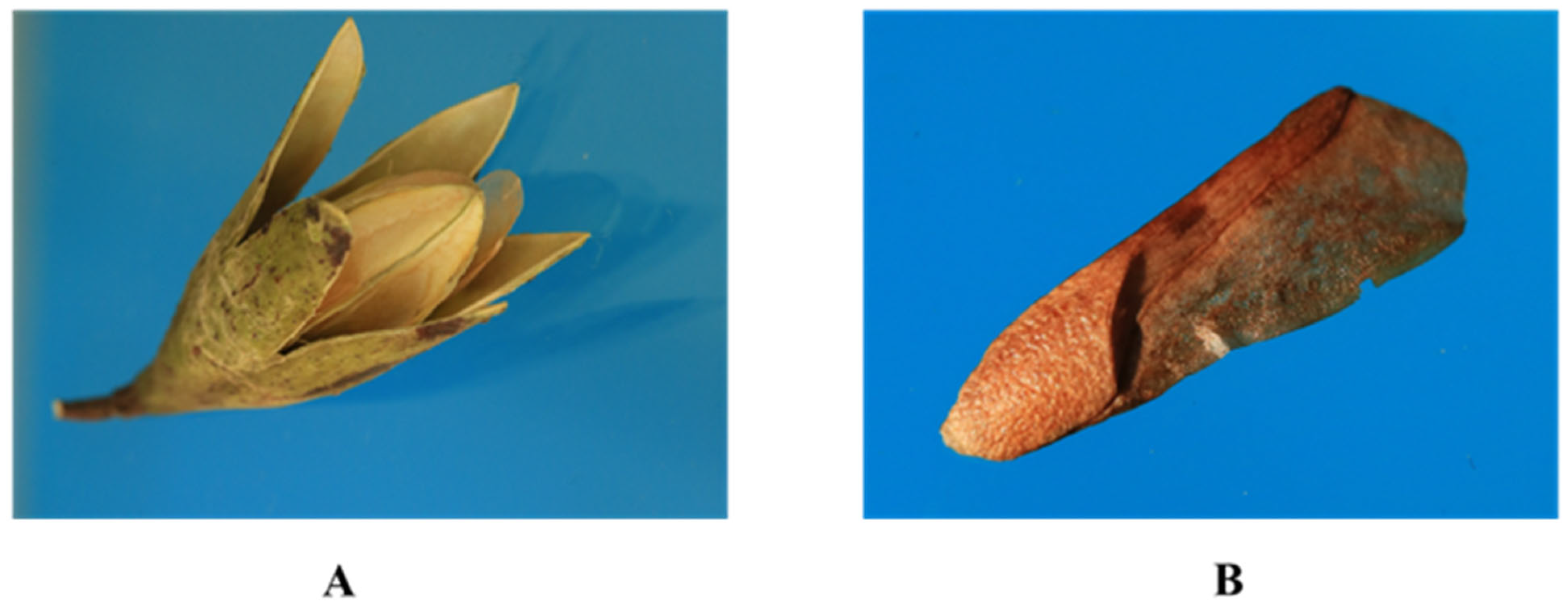 Horticulturae 11 00685 g001