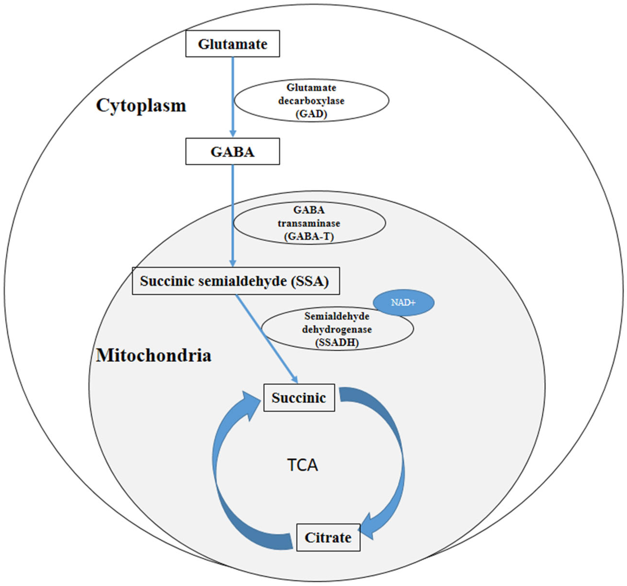Horticulturae 11 00686 g001