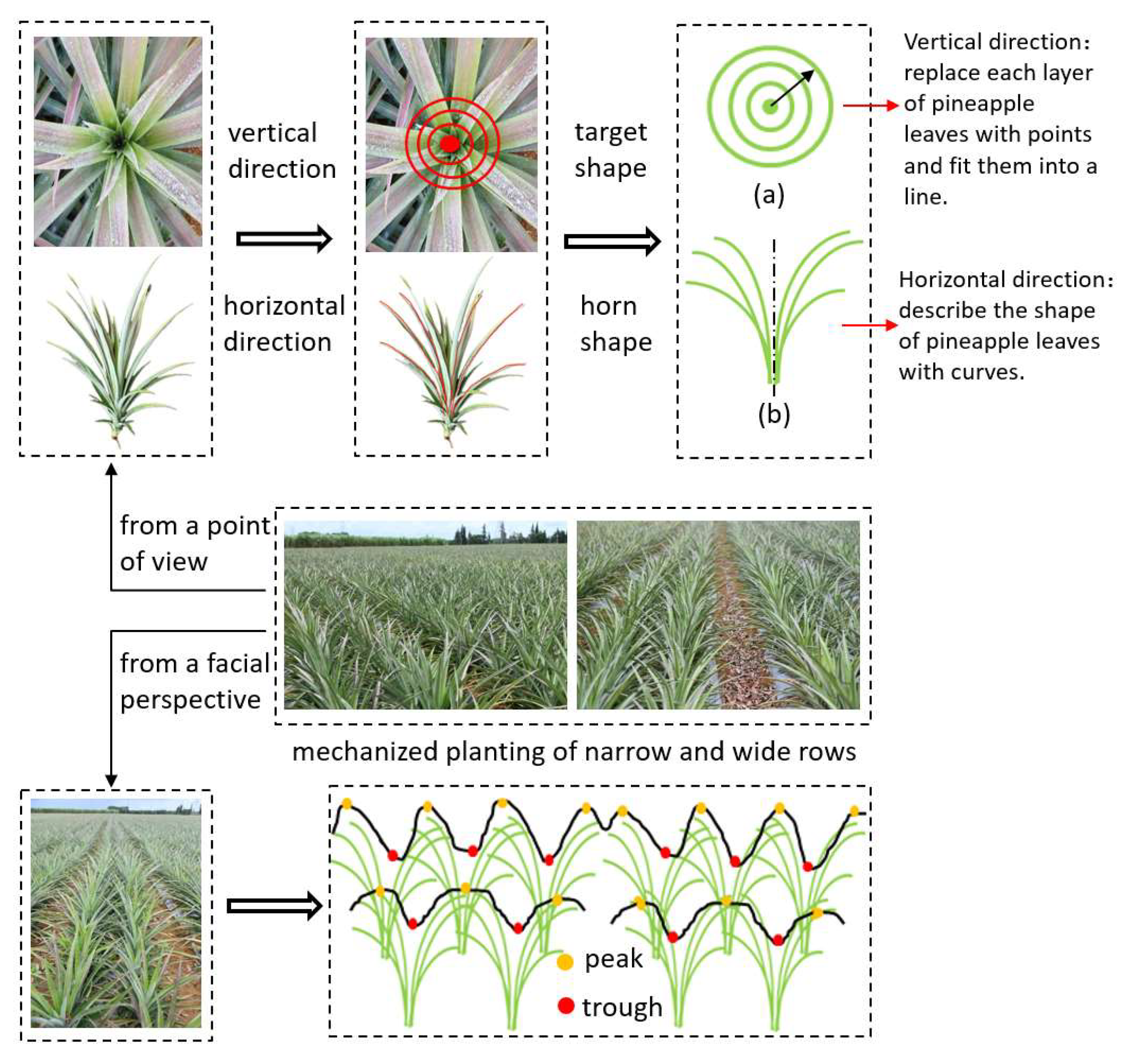 Horticulturae 11 00688 g002