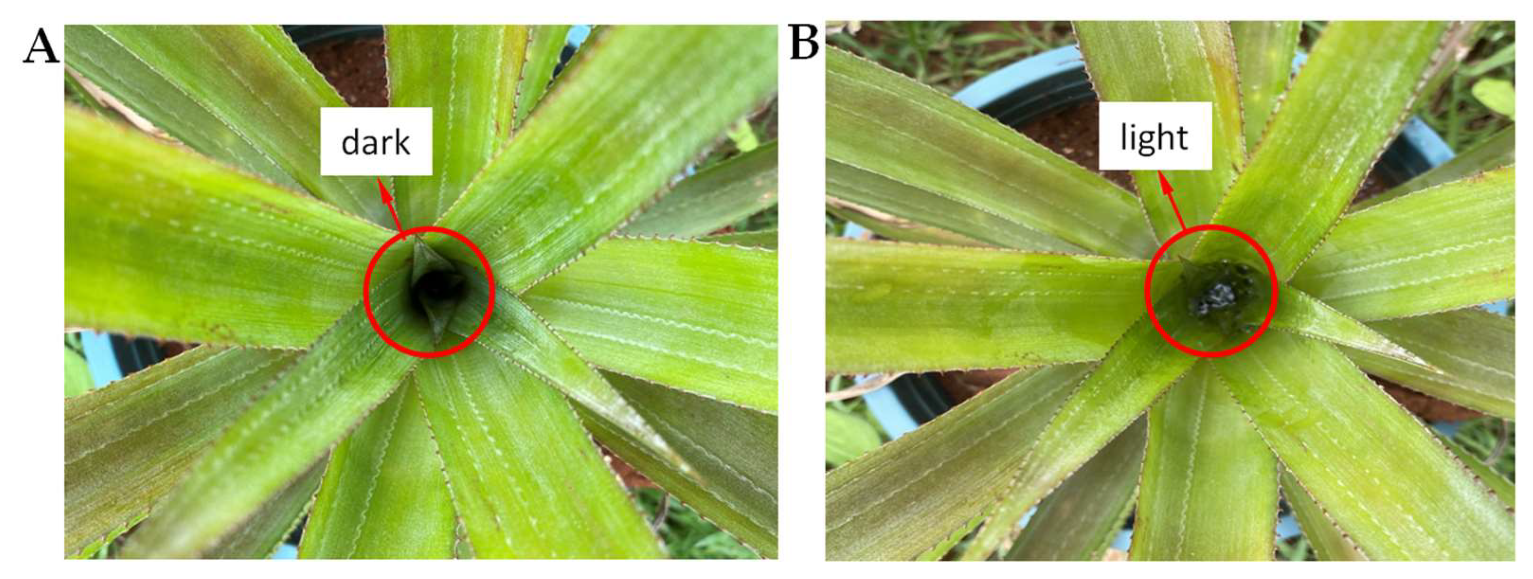 Horticulturae 11 00688 g016