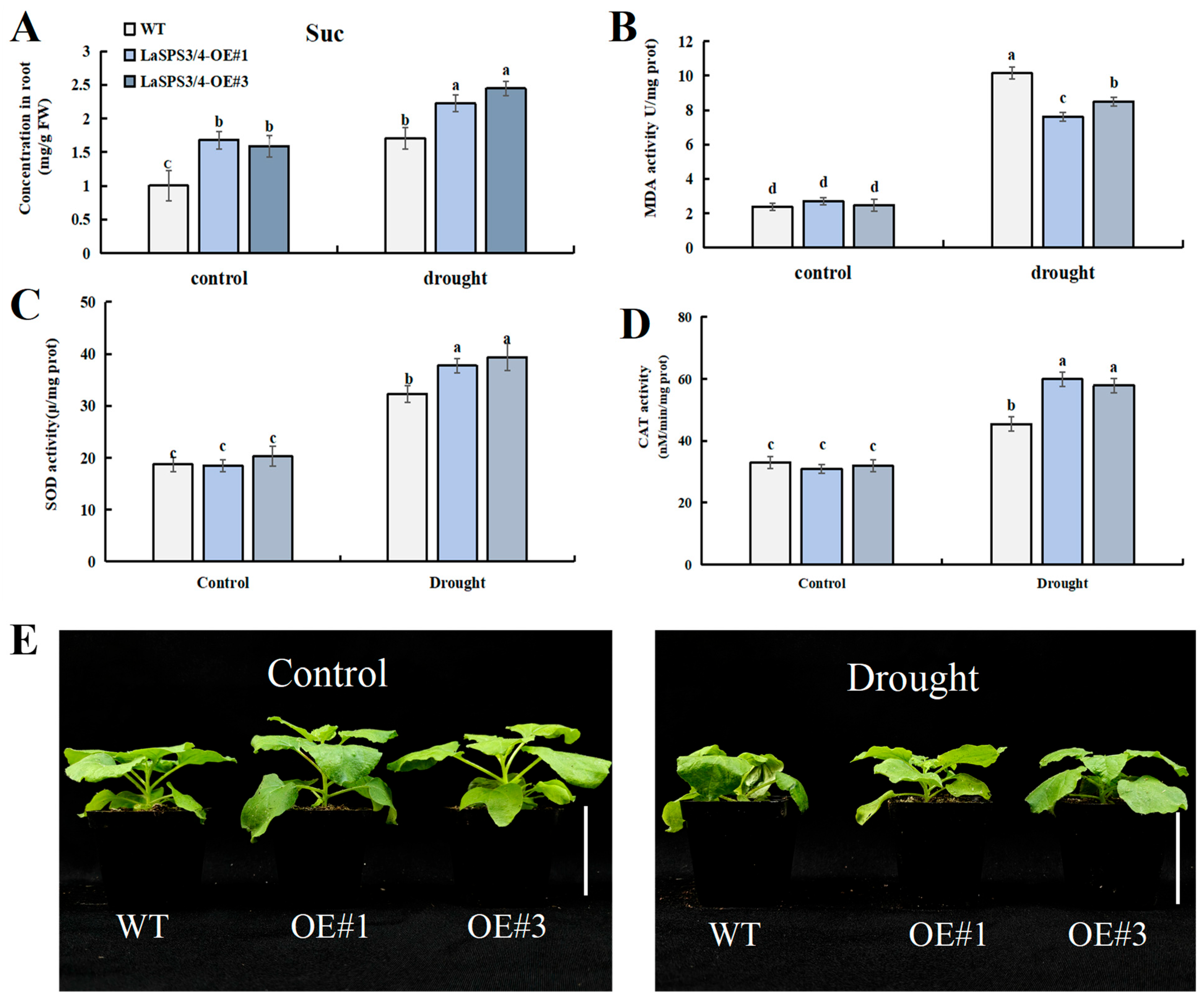 Horticulturae 11 00689 g011