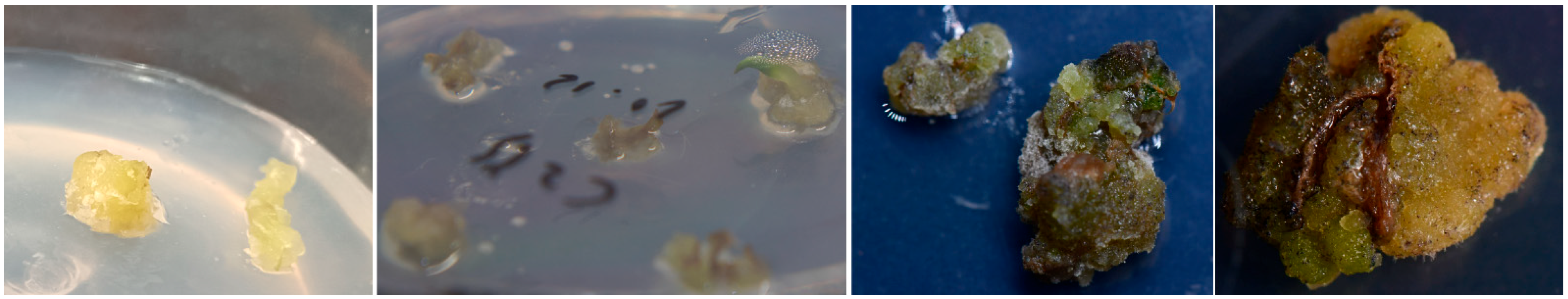 Horticulturae 11 00691 g001