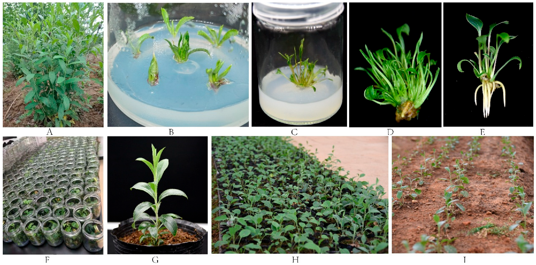 Horticulturae 11 00691 g002
