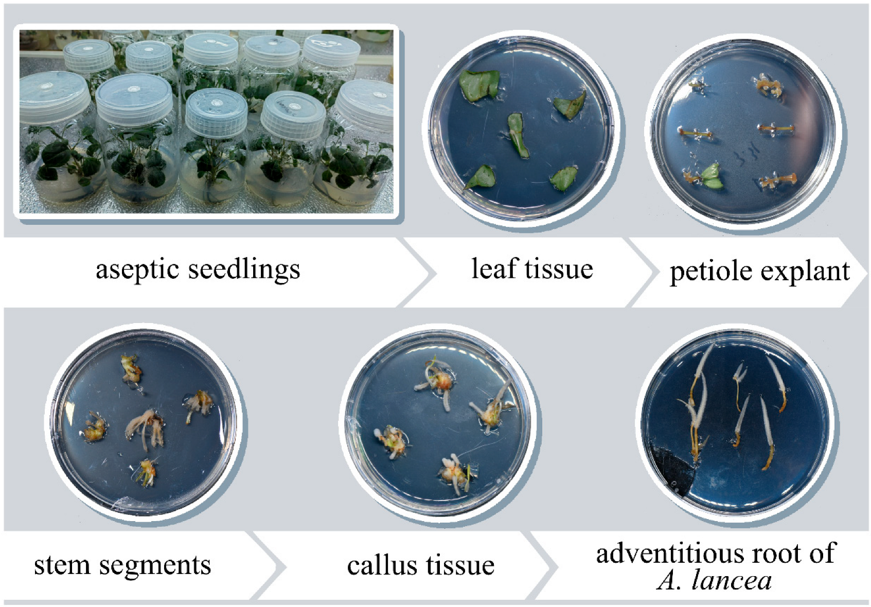 Horticulturae 11 00691 g003