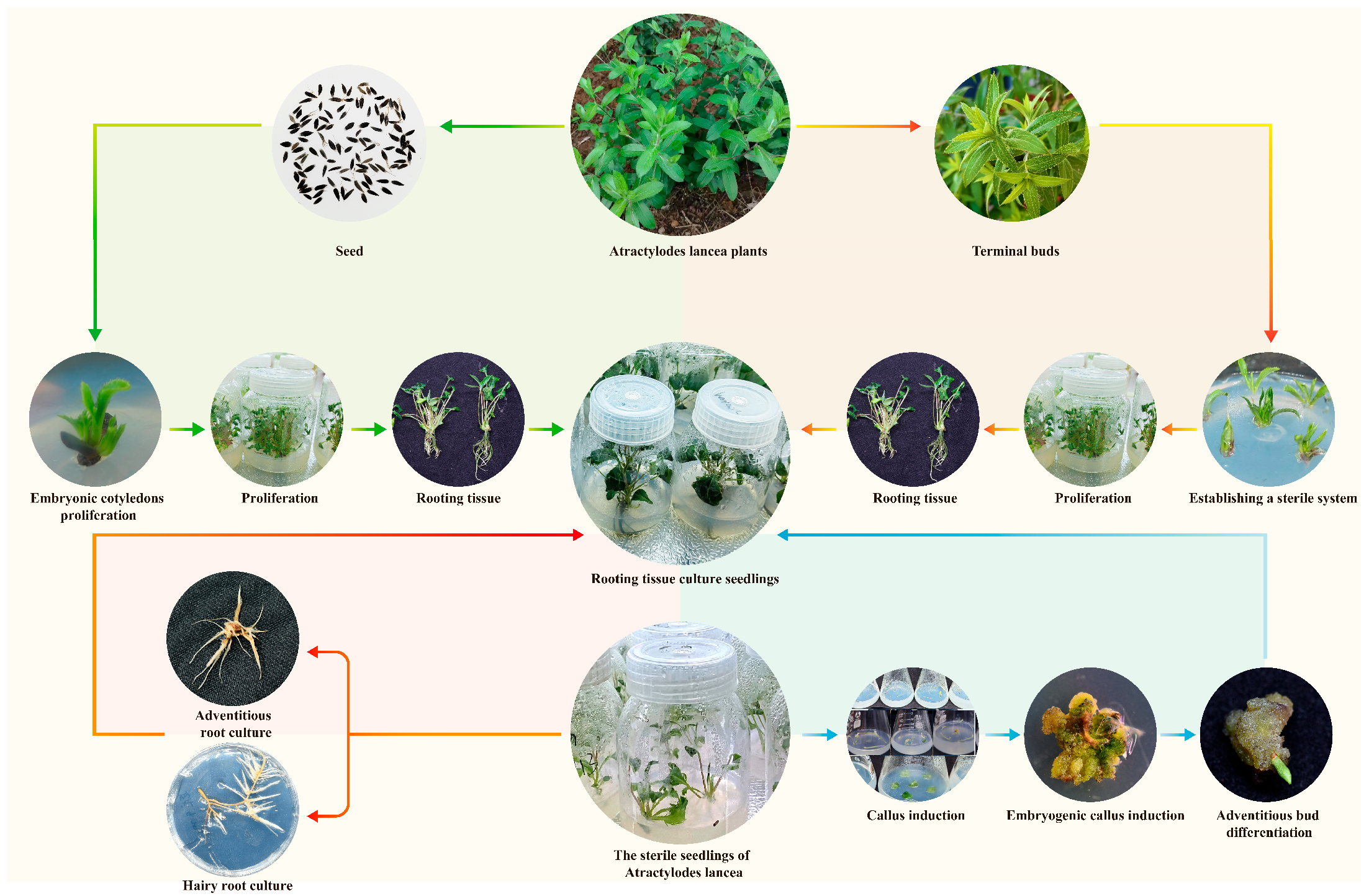 Horticulturae 11 00691 g005
