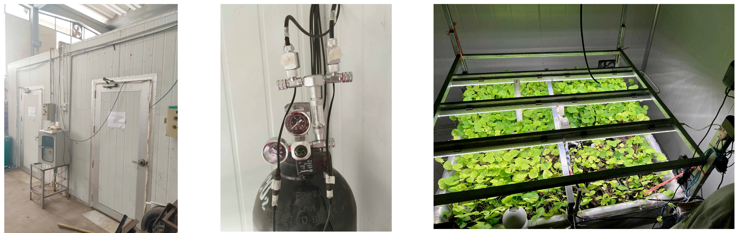 Horticulturae 11 00692 g001