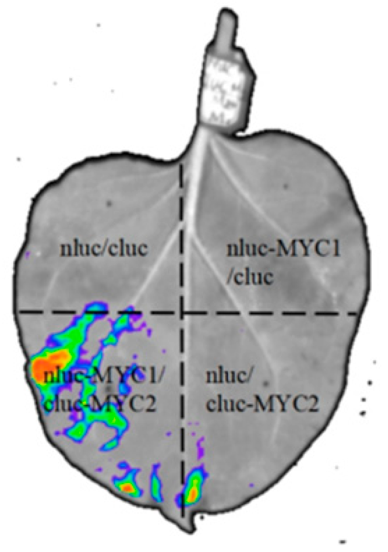 Horticulturae 11 00693 g008