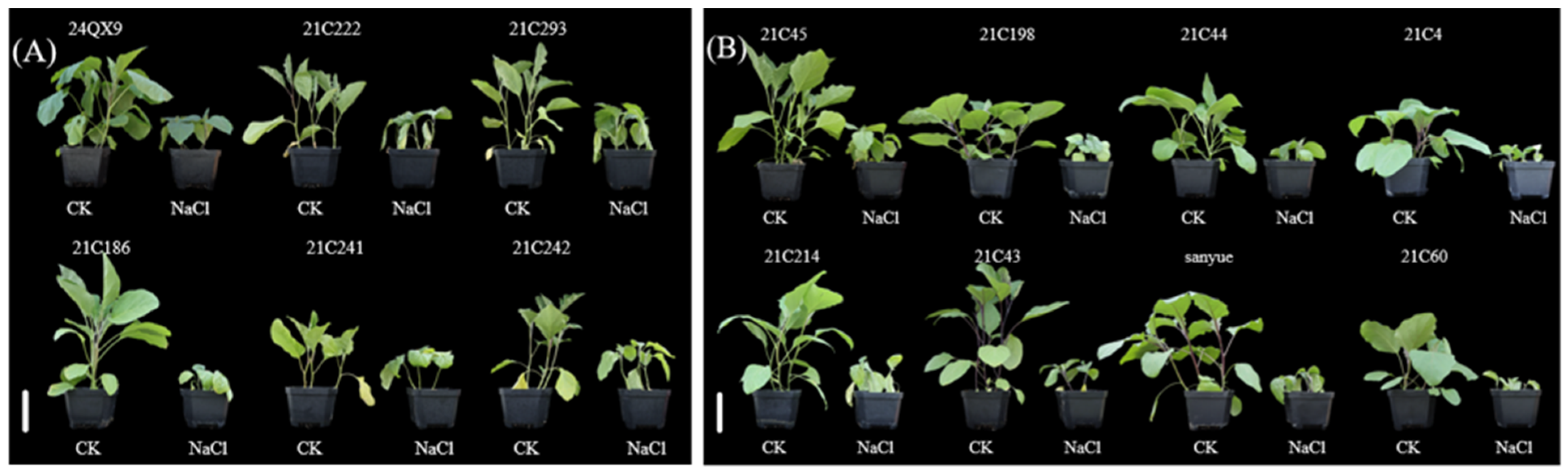 Horticulturae 11 00697 g004
