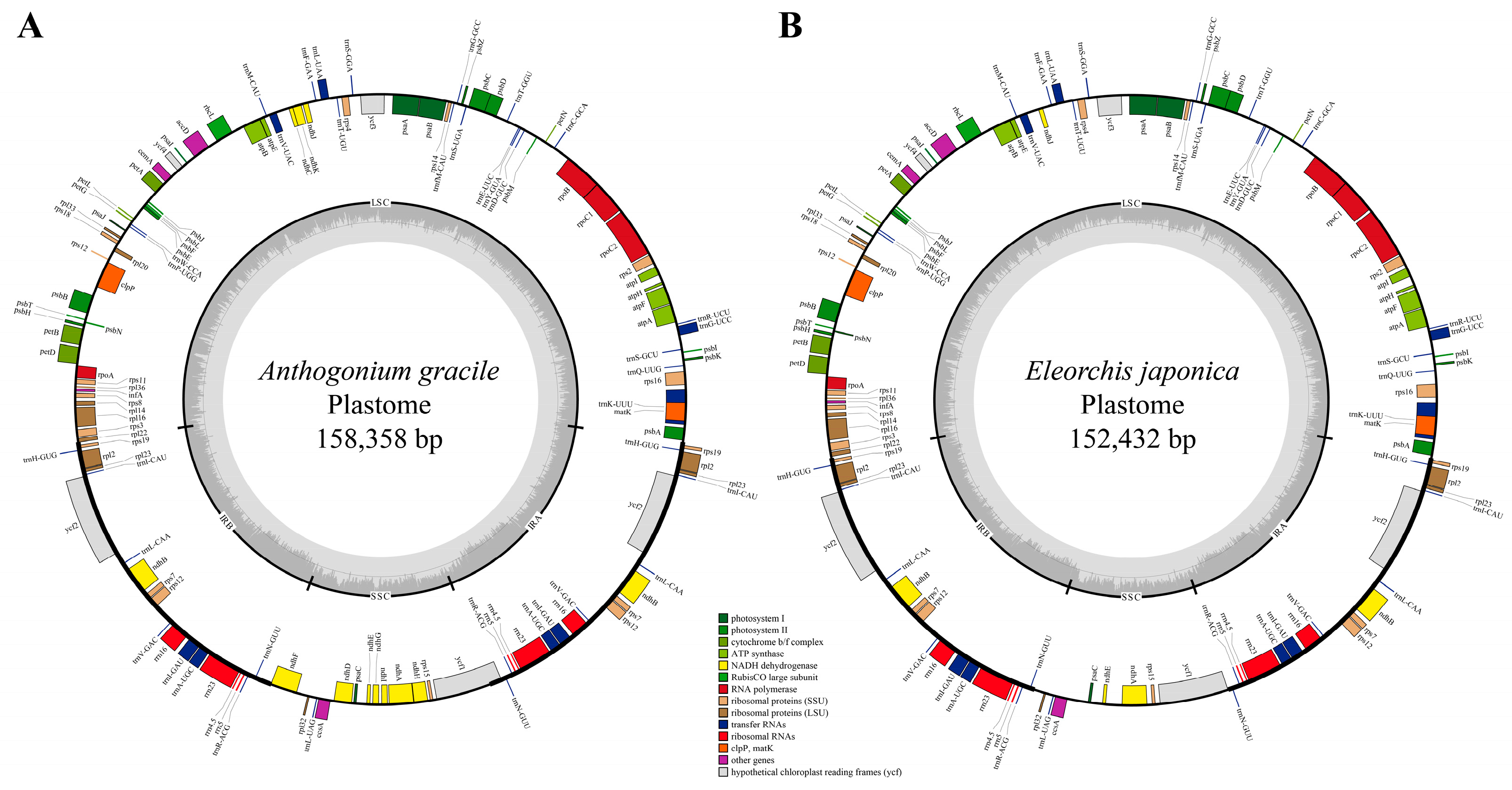 Horticulturae 11 00698 g001