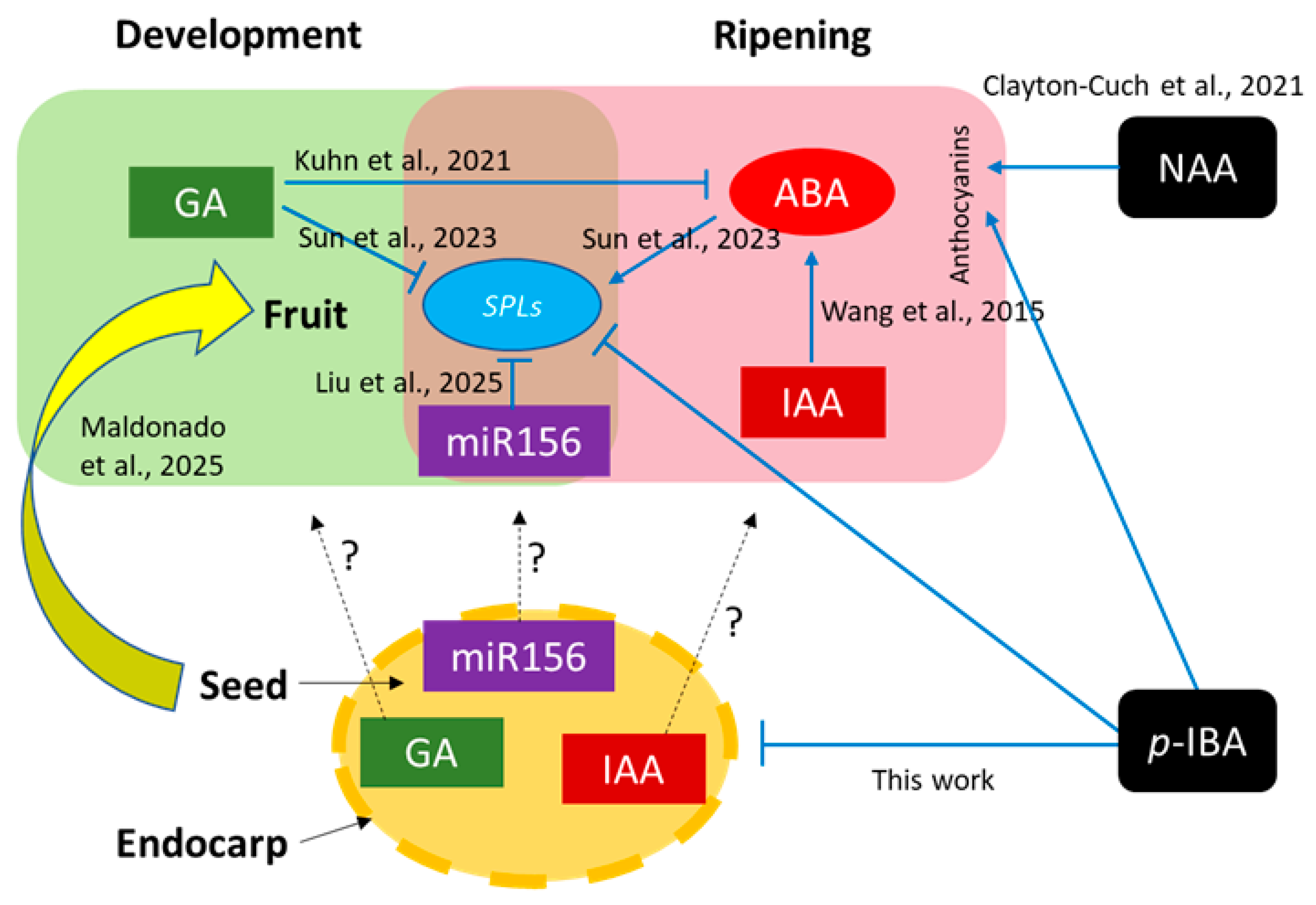 Horticulturae 11 00706 g009