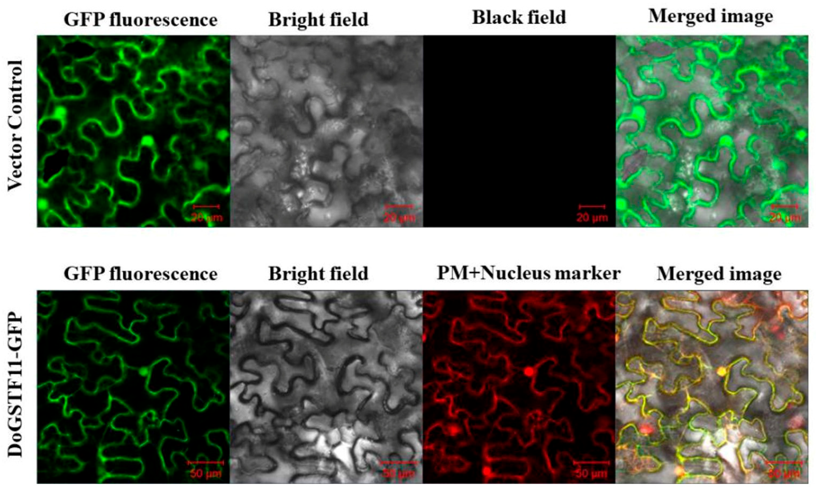 Horticulturae 11 00711 g003