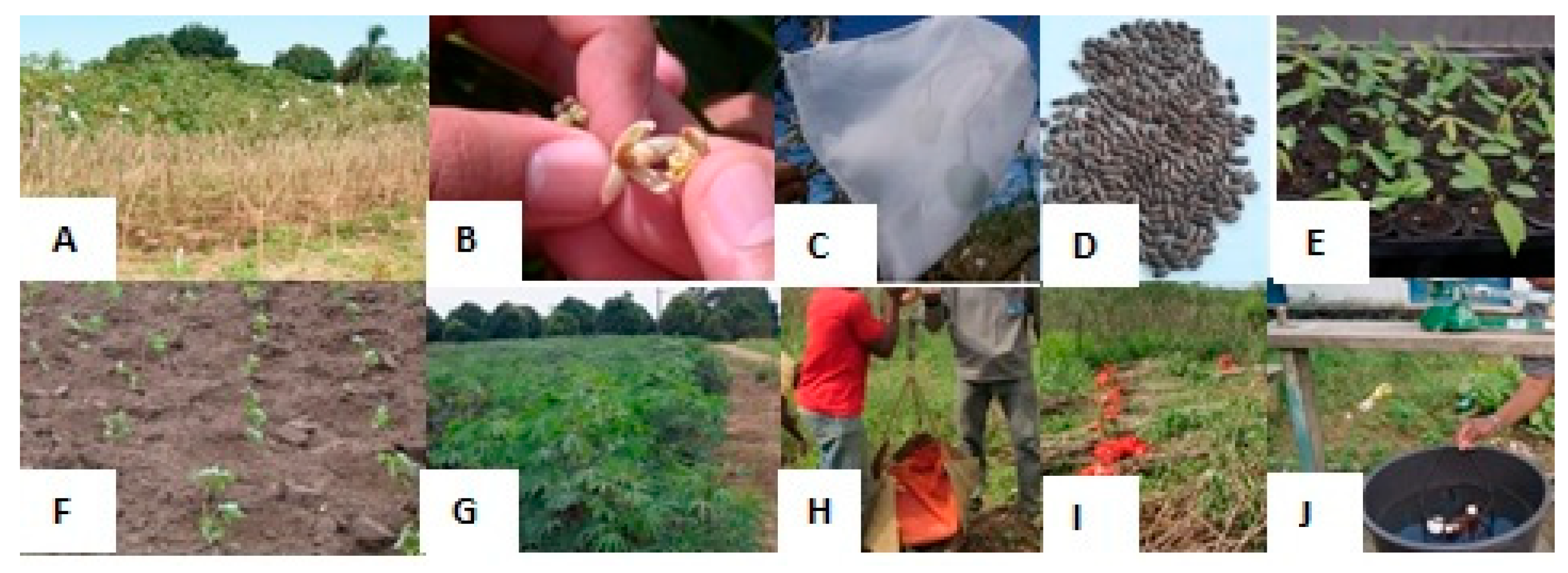 Horticulturae 11 00714 g001 Horticulturae 11 00714 g001