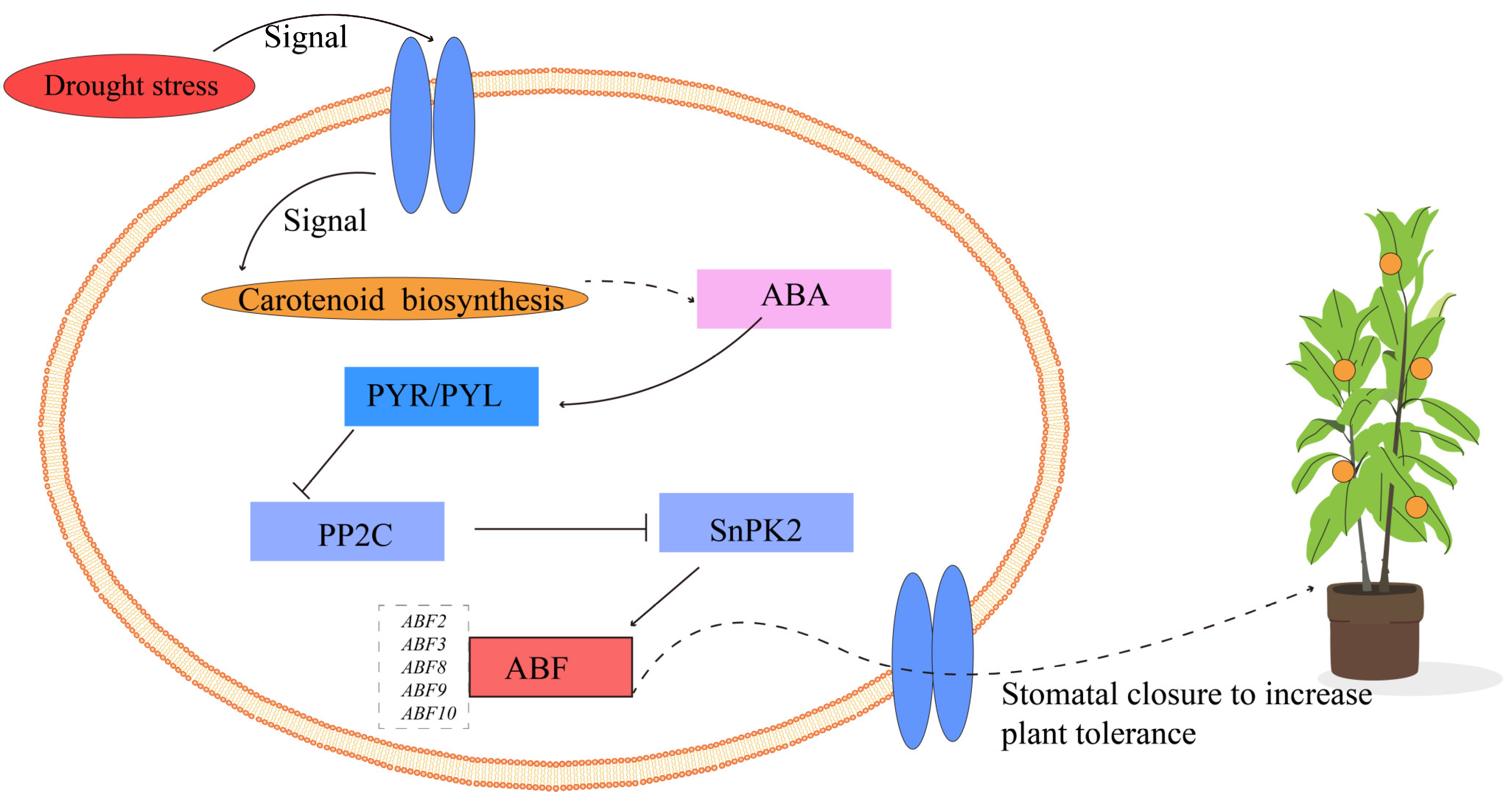 Horticulturae 11 00715 g011