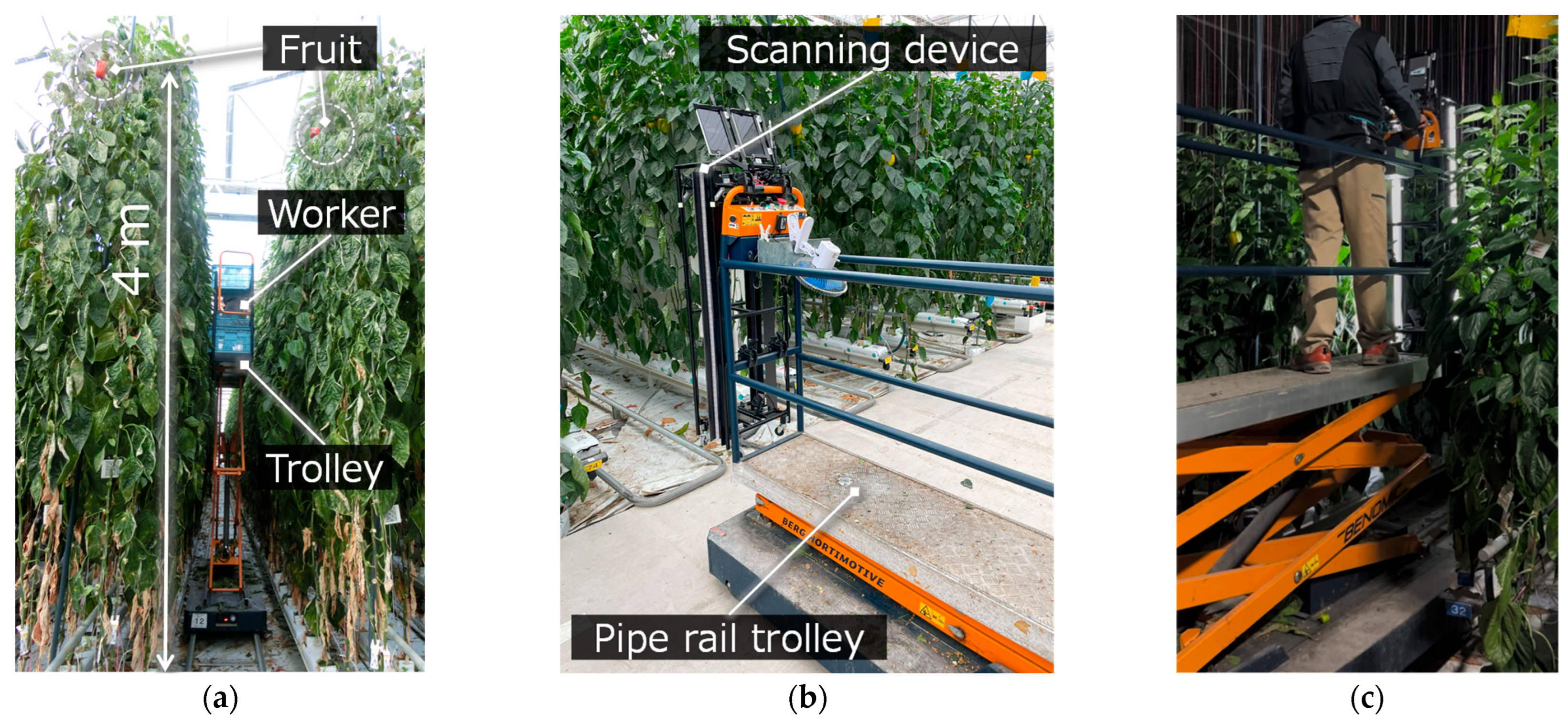 Horticulturae 11 00718 g002
