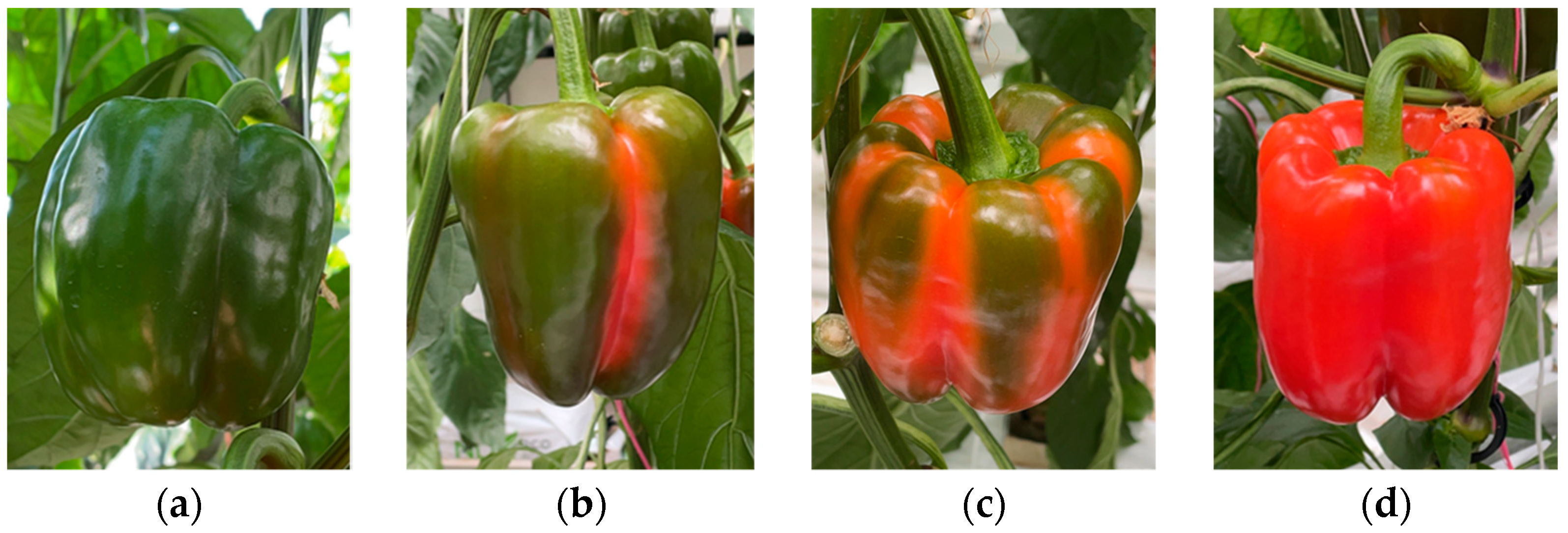 Horticulturae 11 00718 g003