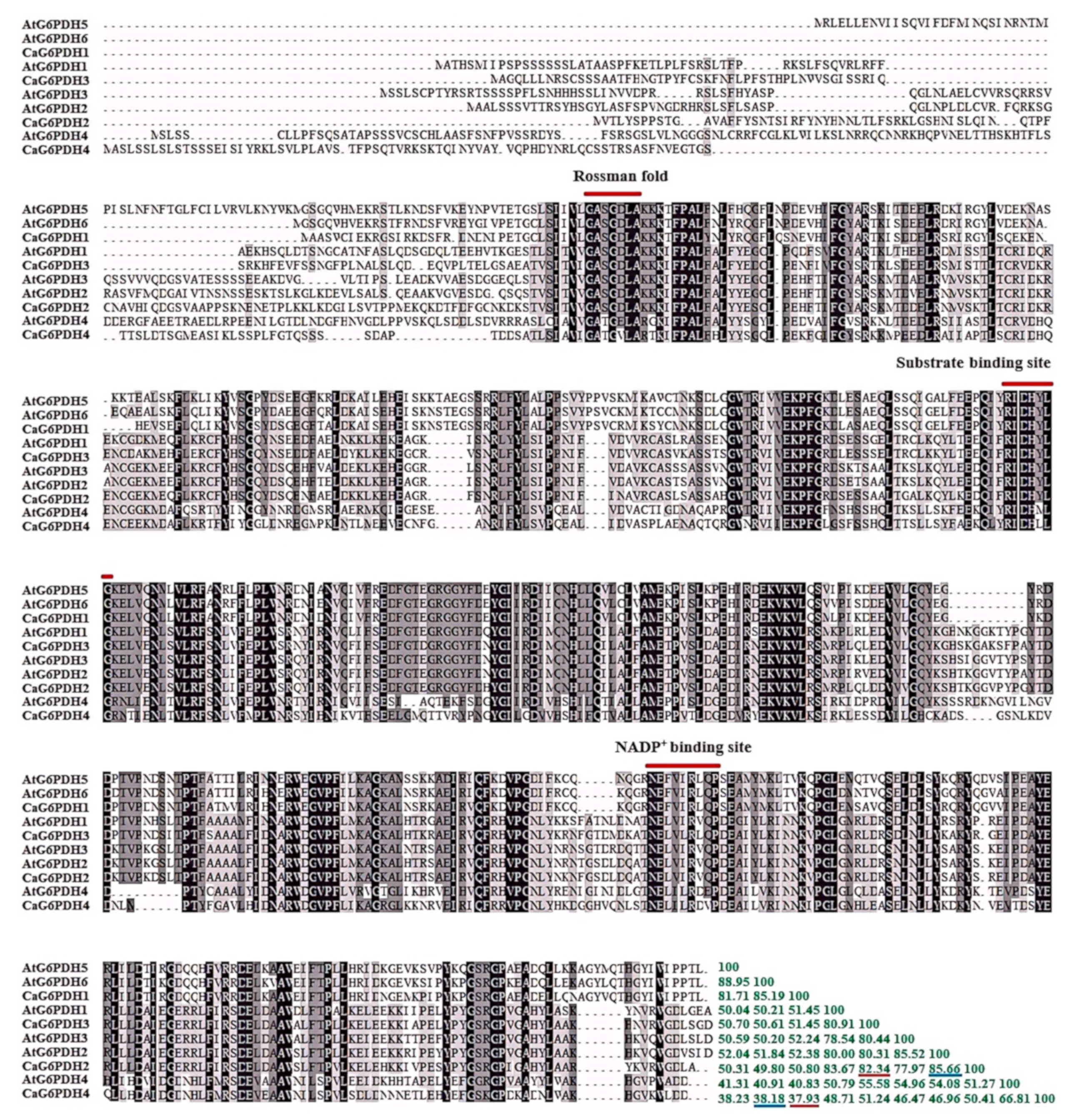 Horticulturae 11 00719 g001