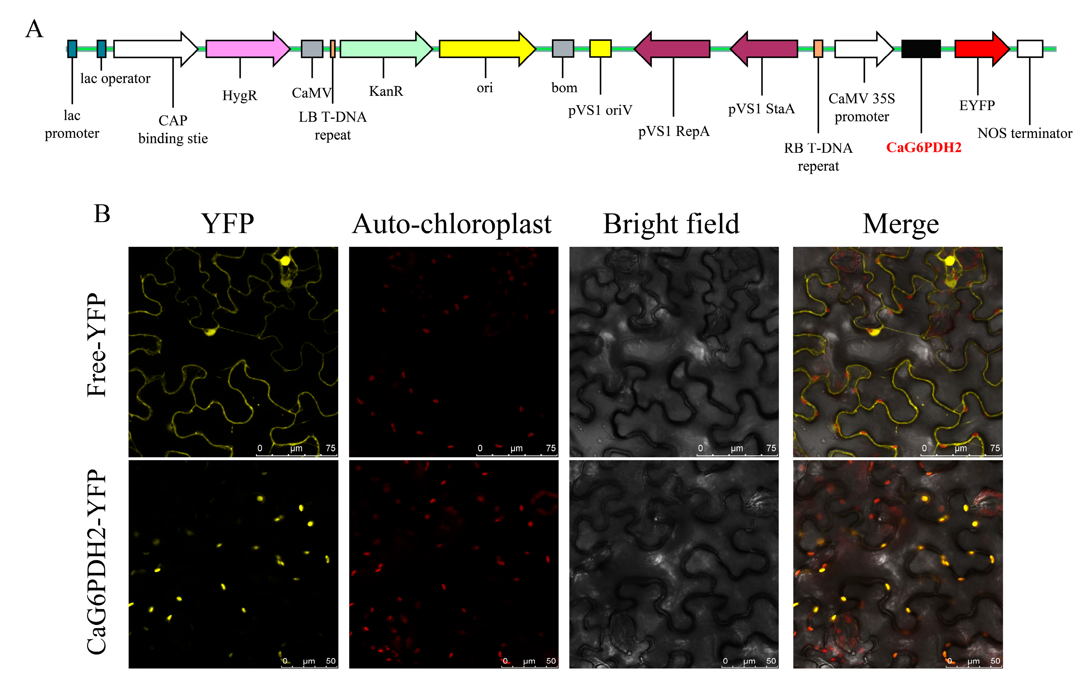 Horticulturae 11 00719 g009