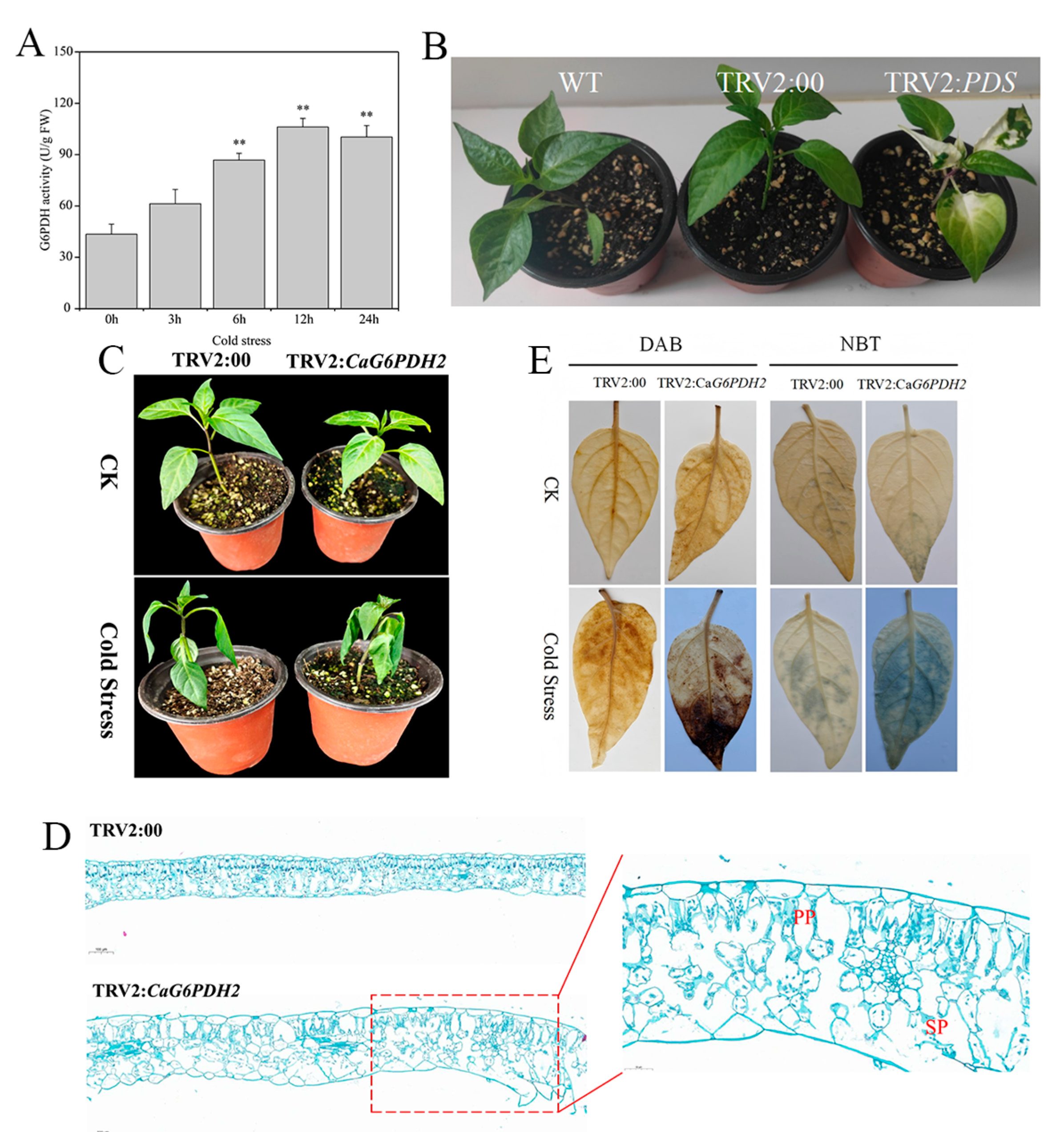 Horticulturae 11 00719 g010