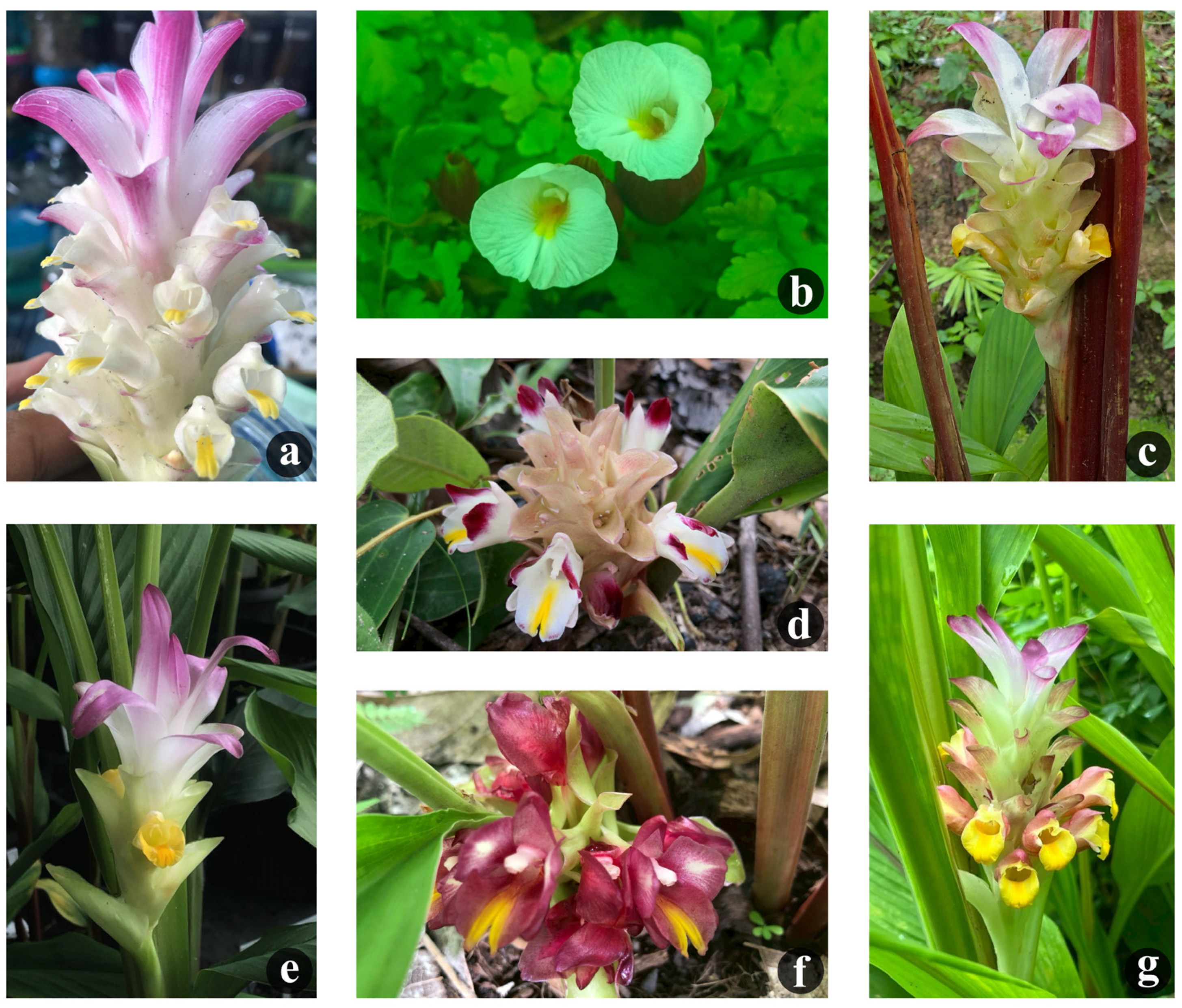 Horticulturae 11 00720 g002