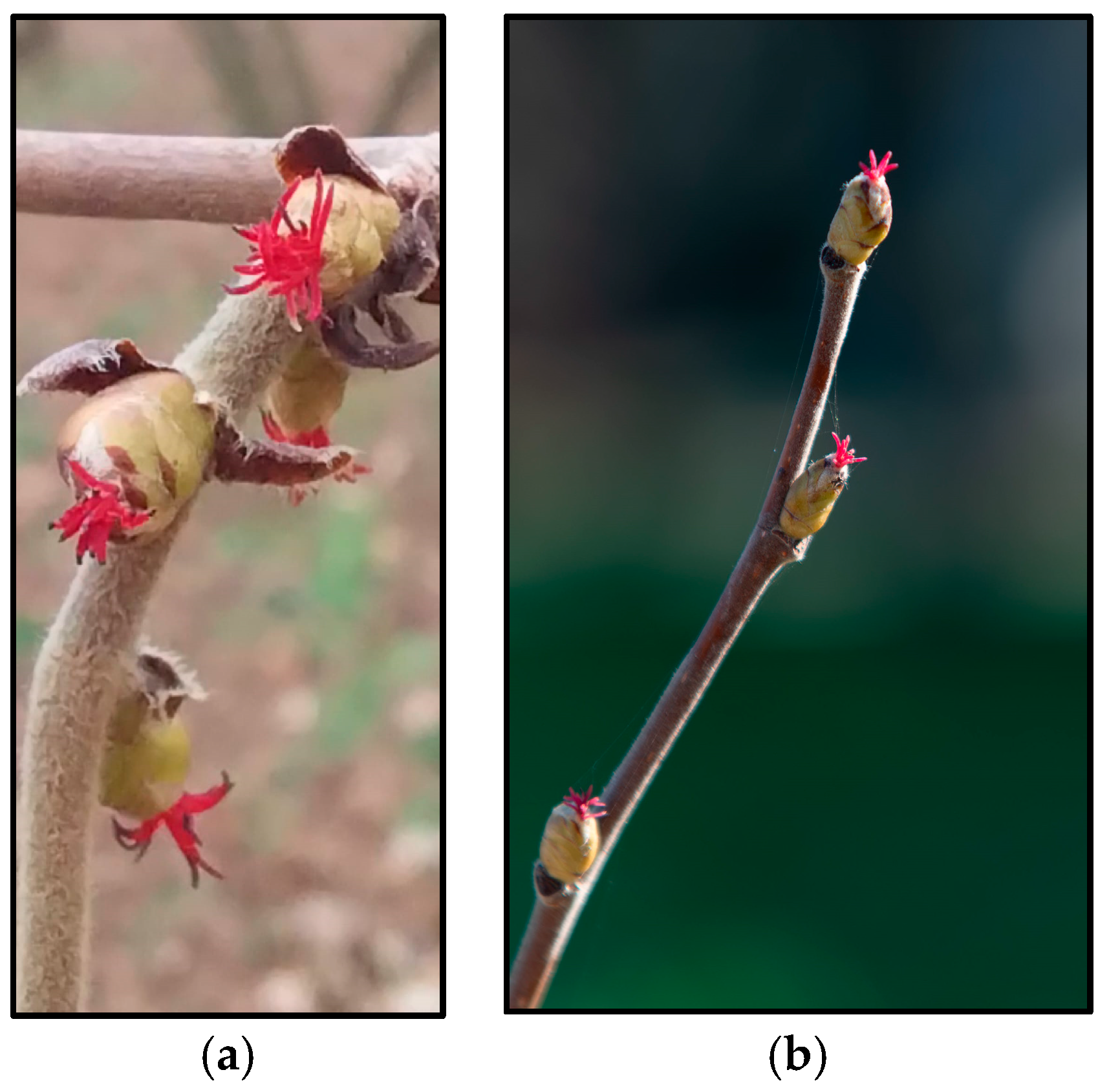 Horticulturae 11 00724 ch002