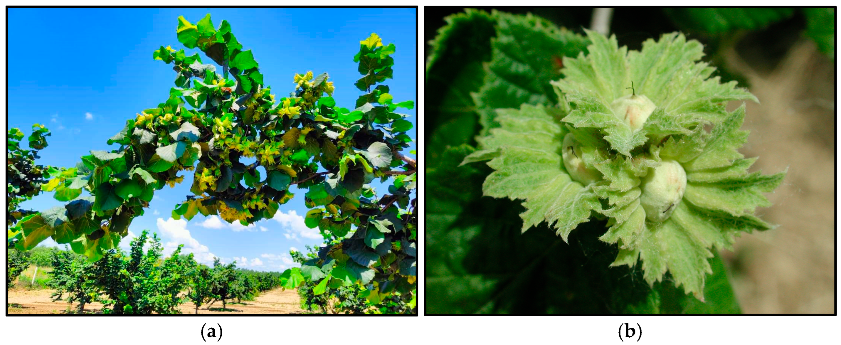 Horticulturae 11 00724 ch005