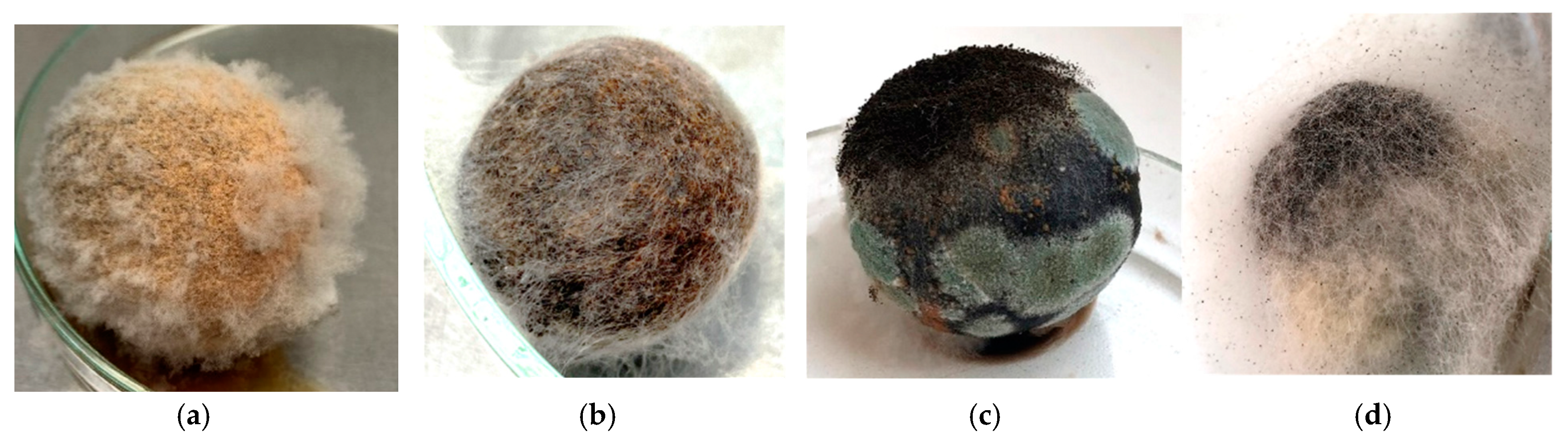 Horticulturae 11 00725 g002